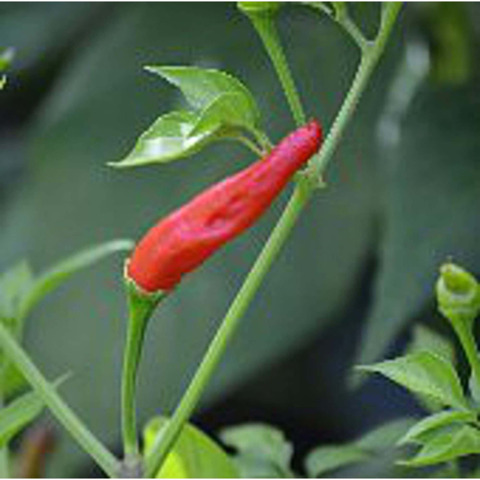 Santaka Hot Pepper Seeds (20+ Seeds) - Non-GMO Heirloom Variety for Home Garden, Greenhouse & Container Planting | Spicy Chili Peppers for Cooking, Salsas & Hot Sauces