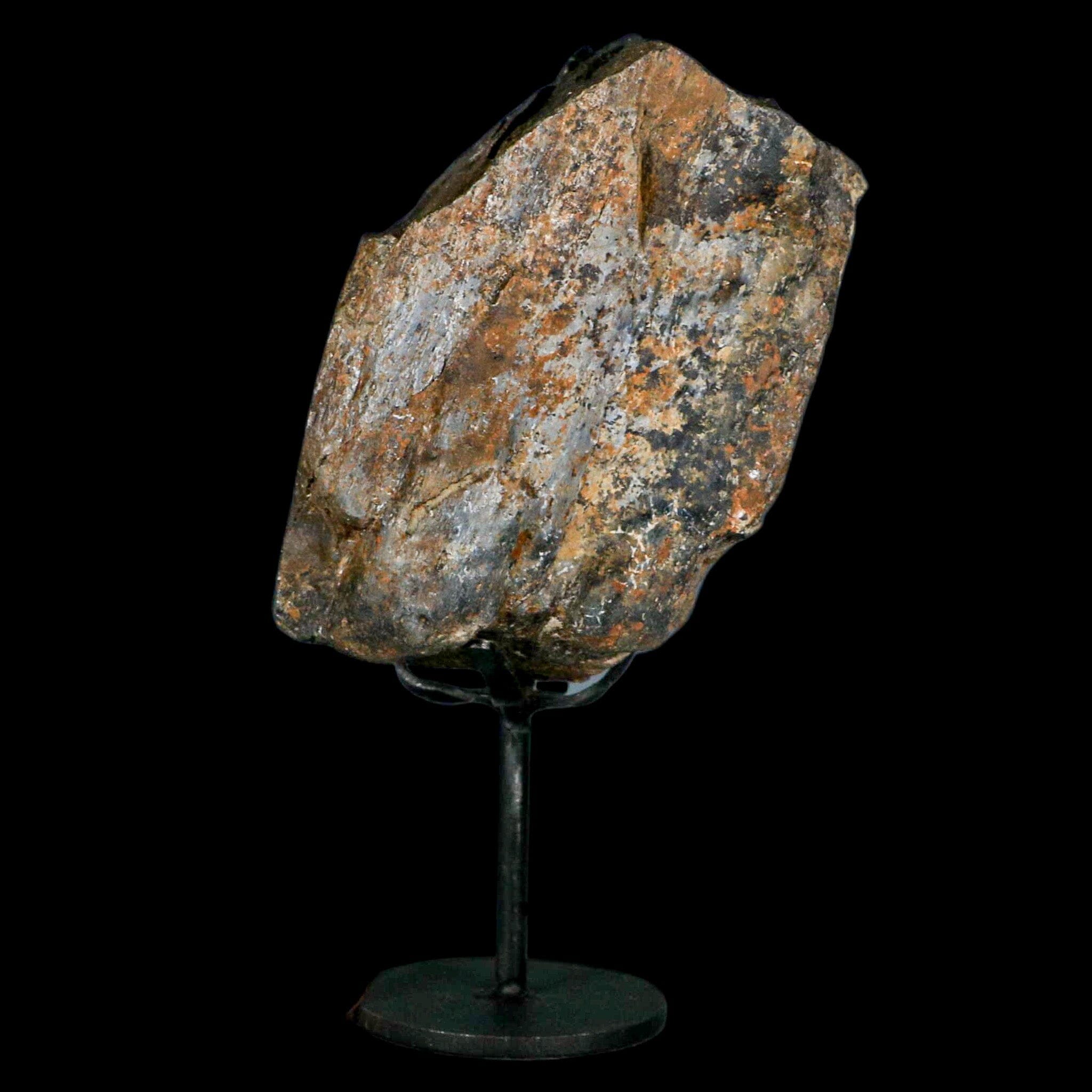 4 Authentic Camarasaurus Dinosaur Fossil Limb Bones - Jurassic Age Morrison Formation Specimen with COA & Display Stand | Perfect for Paleontology Collections, Educational Displays & Dinosaur Enthusiasts