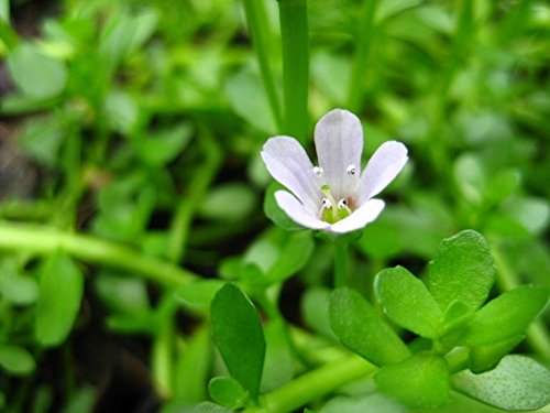 Organic Brahmi (Bacopa Monnieri) Hair Cleanser - Chemical-Free & Natural for Healthy Hair Growth, 100g (Pack of 2) - Ideal for Daily Scalp Care & Ayurvedic Hair Treatment