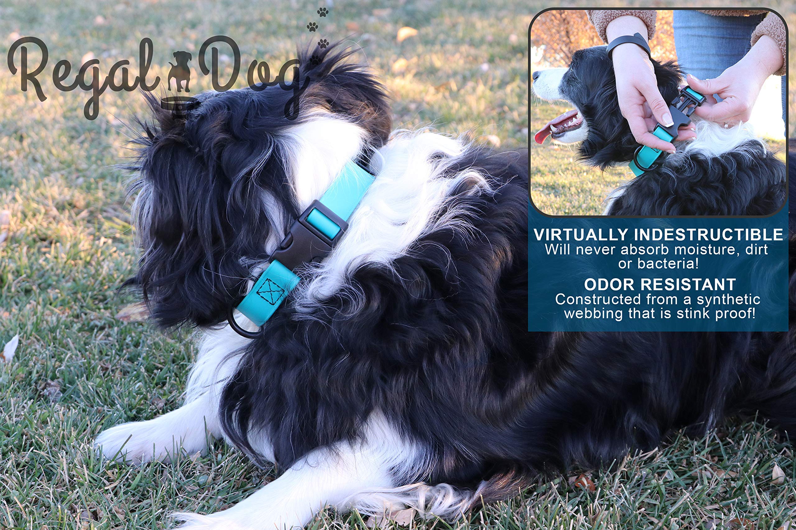 Regal Dog Products Small Teal Waterproof Dog Collar - Adjustable, High Strength Buckle & Heavy Duty Ring - Training Collar for Small Dogs & Puppies - Perfect for Outdoor Adventures, Walks & Water Activities