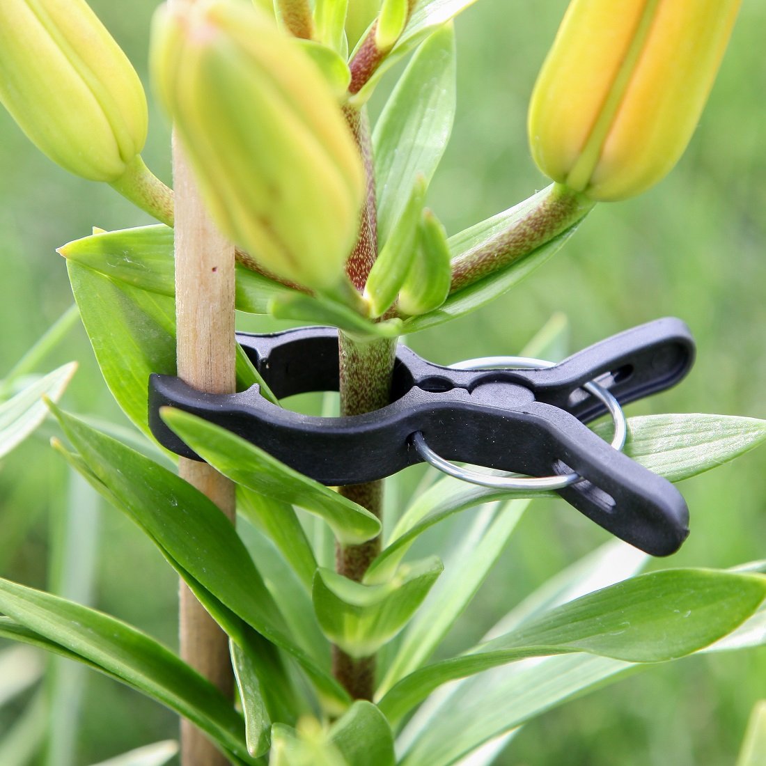 Home-X Gentle Gardening Plant & Flower Lever Loop Gripper Clips - 10 Pack Reusable Plant Support Clips for Stems, Stalks & Vines - Black - Perfect for Indoor Plants, Greenhouses & Vertical Gardens