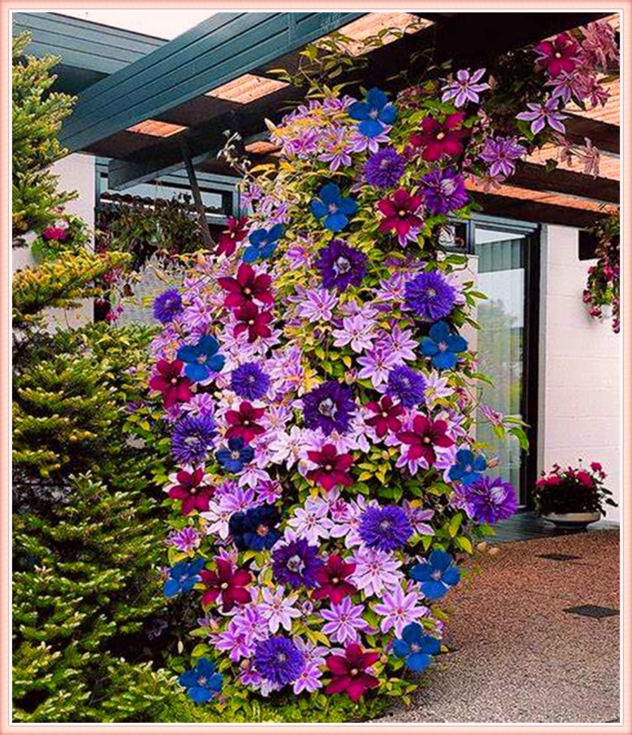 Henryi Clematis Vine - 4 Perennial Flower Bulbs for Pots, Gardens & Gifts | Easy-Grow White Blooms Year-Round | Perfect for Balconies, Landscaping & Wedding Decor