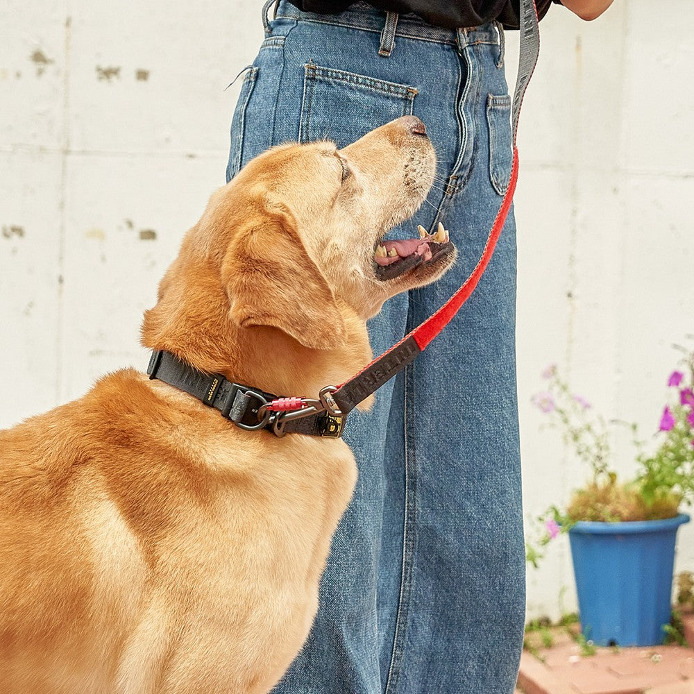 Earthtec Standard Dog Collar - Durable Nylon Pet Collar with Quick-Release Buckle for Small Medium Large Dogs | Perfect for Walking, Training & Outdoor Adventures