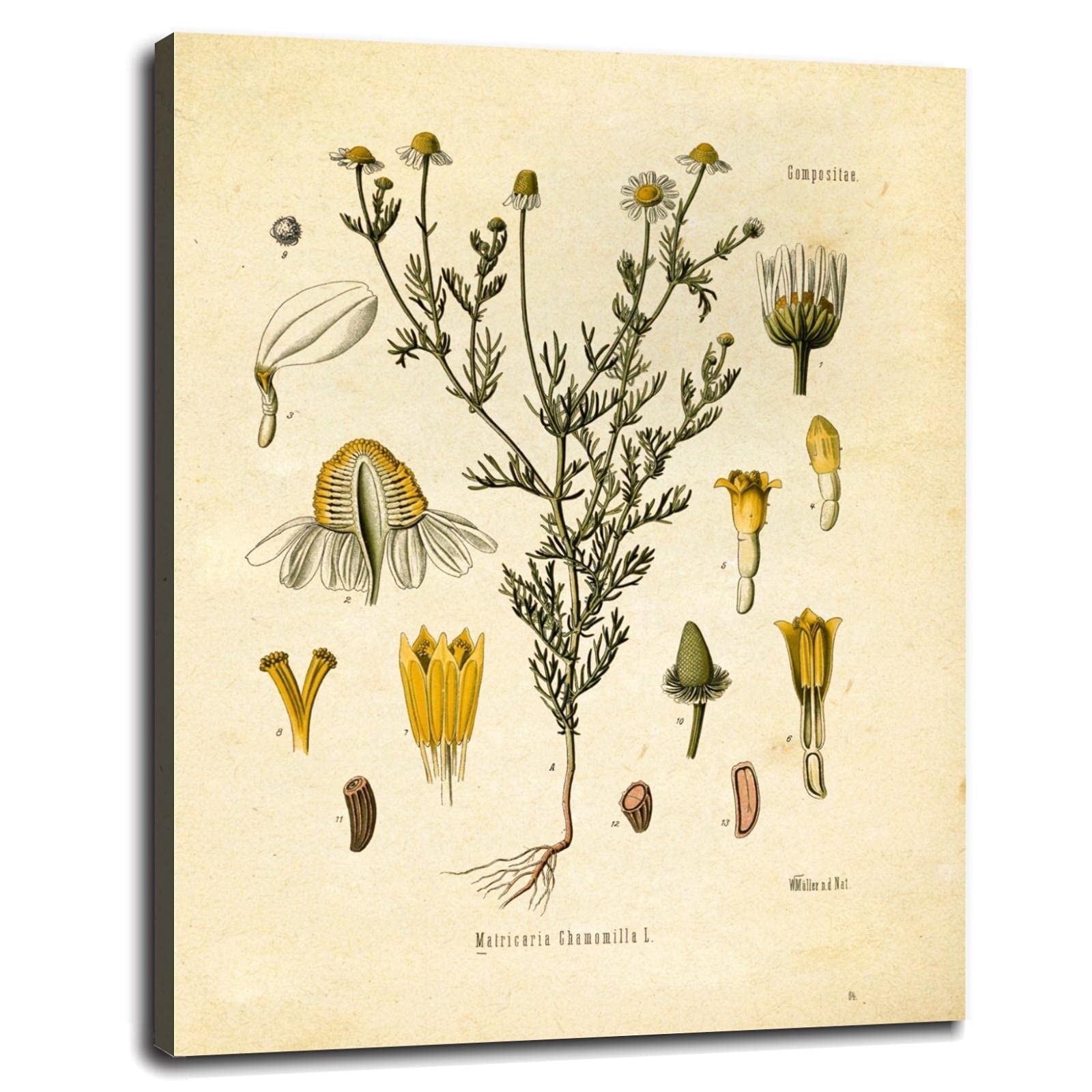Vintage Chamomile Botanical Floral Art Print - Framed 32x24 Inch Canvas Wall Decor for Living Room, Bedroom & Office - Home & Office Decorations