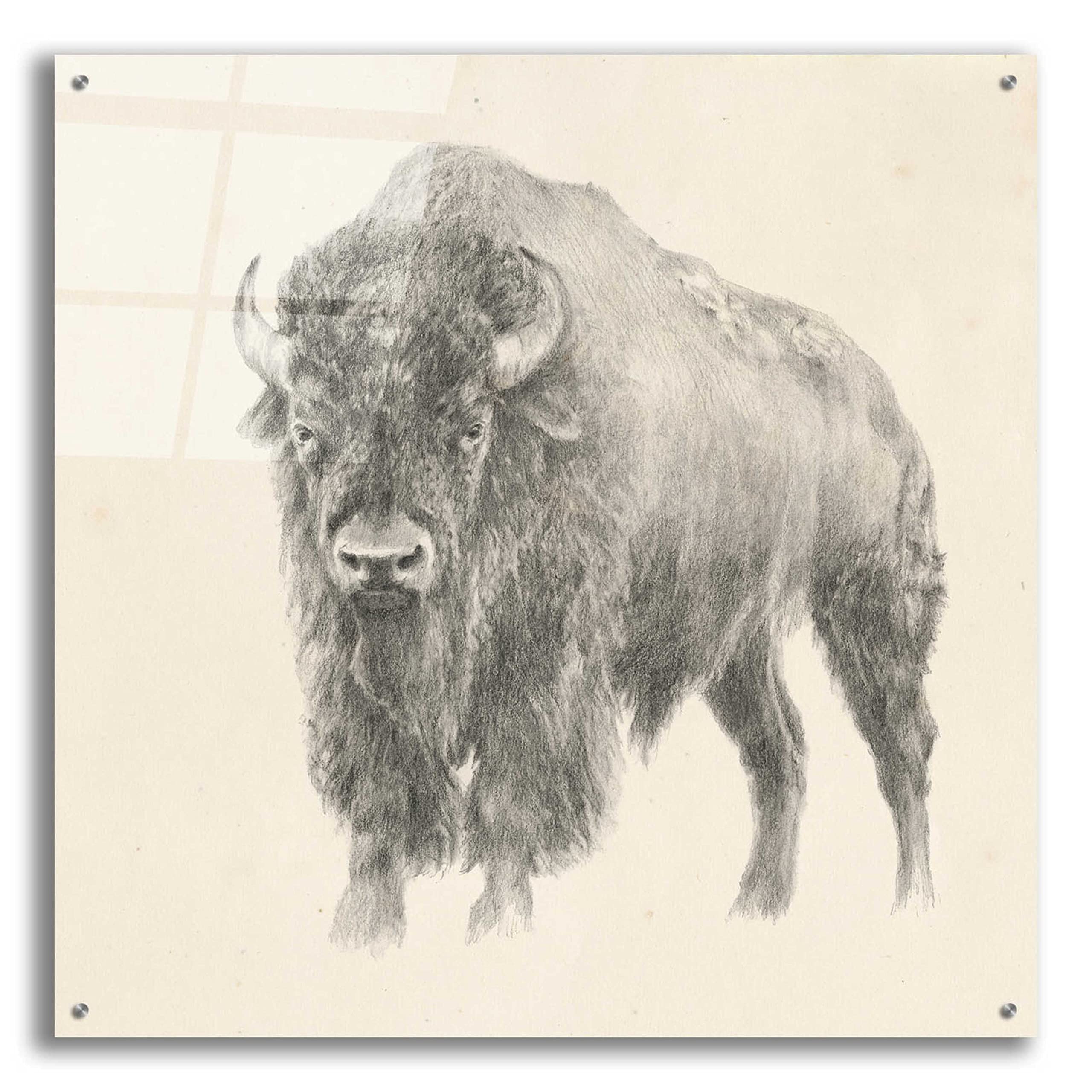 Ethan Harper 'Western Bison Study' Acrylic Glass Wall Art - 36x36 Inches Modern Canvas Painting for Living Room, Office & Western Decor