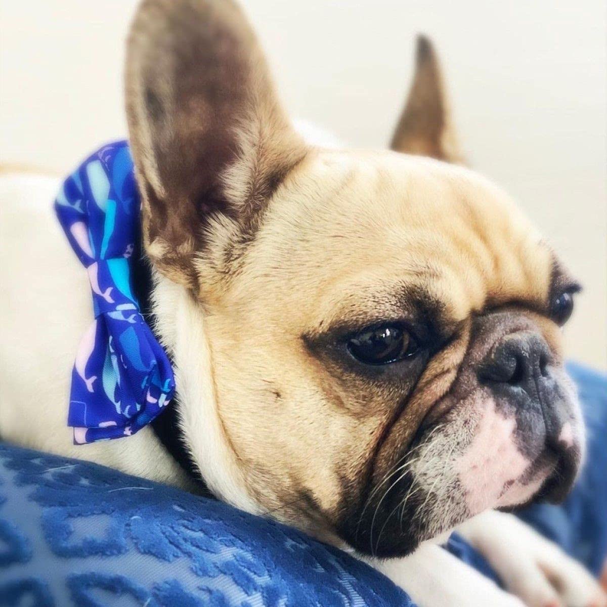 Huxley & Kent Extra Large Whale Watch Bow Tie for Dogs & Cats - Adjustable Pet Collar Accessory, Cute & Durable Dog Bow Tie - Perfect for Pet Parties, Photo Shoots & Special Occasions