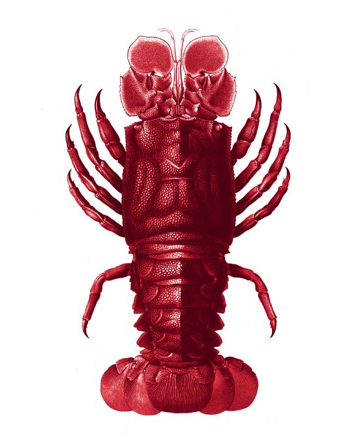 Jack The Crustacean Wallpaper by Wallshoppe - Vibrant Red Crustacean-Themed Wallpaper for Coastal & Nautical Home Decor - Perfect for Beach Houses, Bathrooms & Coastal-Inspired Interiors