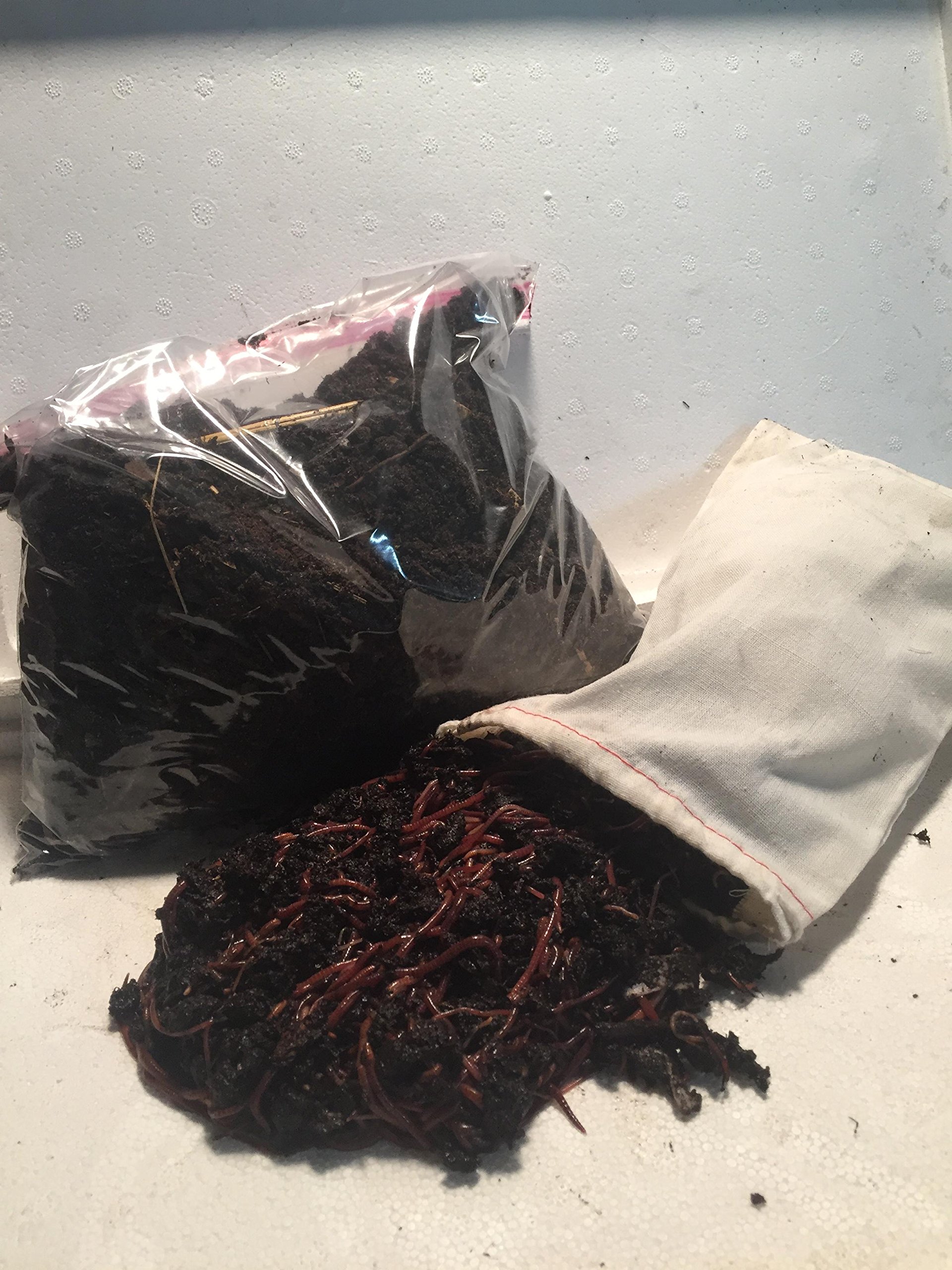 250 Red Worms (Eisenia Fetida) - Organic Red Wigglers for Composting | Fast & Efficient Compost Worms for Garden, Vermiculture & Fishing Bait