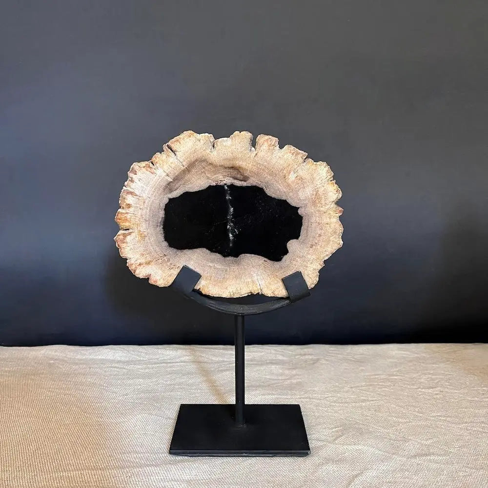 Natural Petrified Wood Slabs for Sale - Unique Fossilized Wood Pieces for Home Decor, Jewelry Making & Collectibles | Perfect for DIY Crafts, Display & Gifts