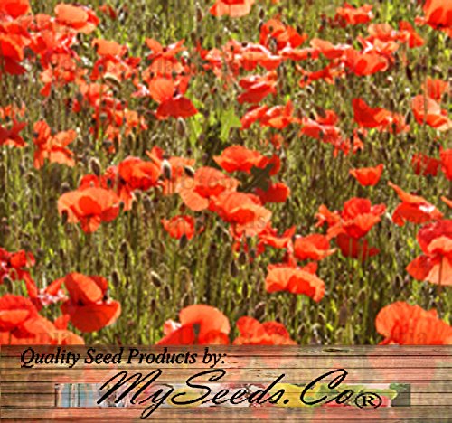 Big Pack Red Poppy Flower Seeds - Papaver Rhoeas Heavy Bloomer for Vibrant Gardens | MySeeds.Co | Perfect for Landscaping, Borders & Wildflower Meadows