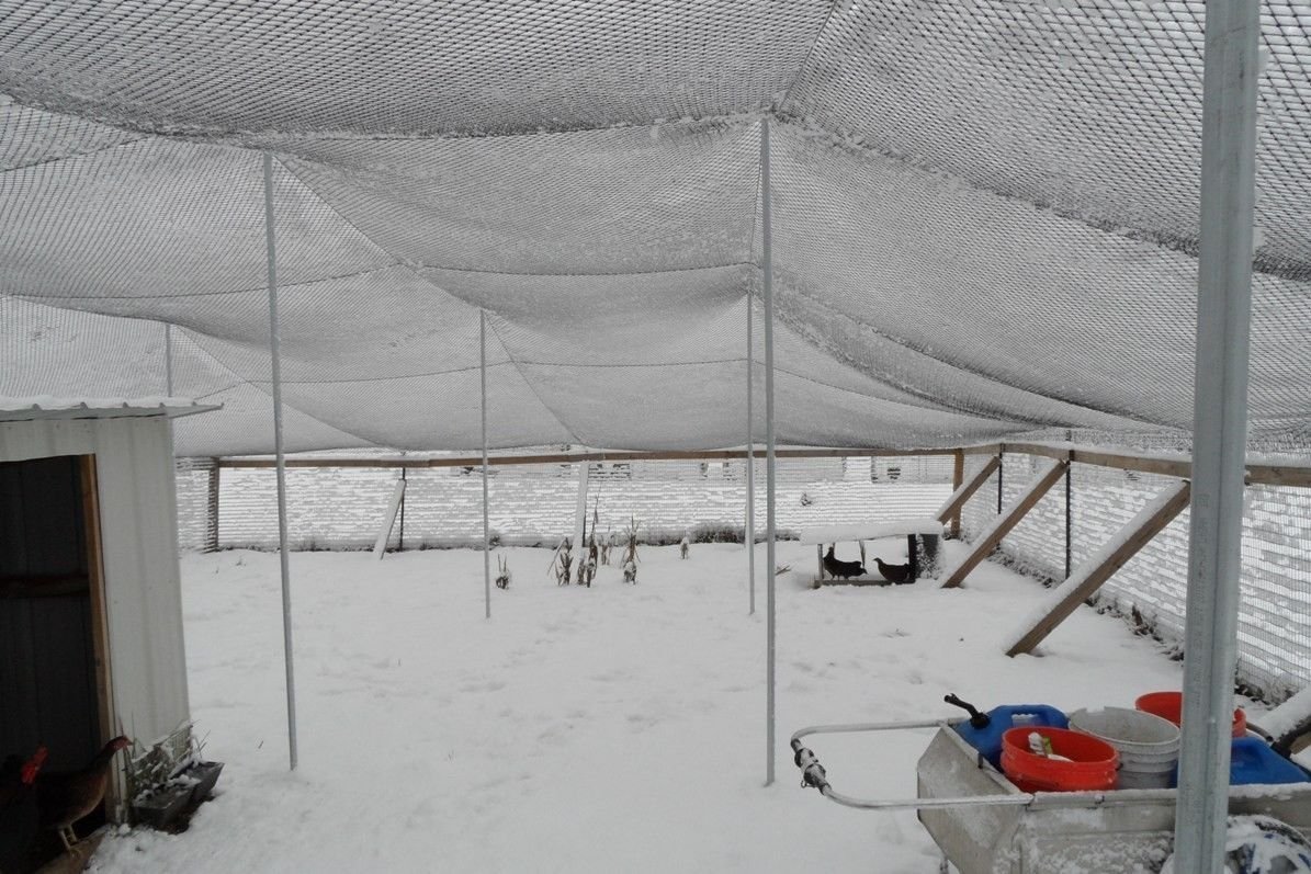 Heavy Duty Poultry Netting 12.5ft x 150ft - 2