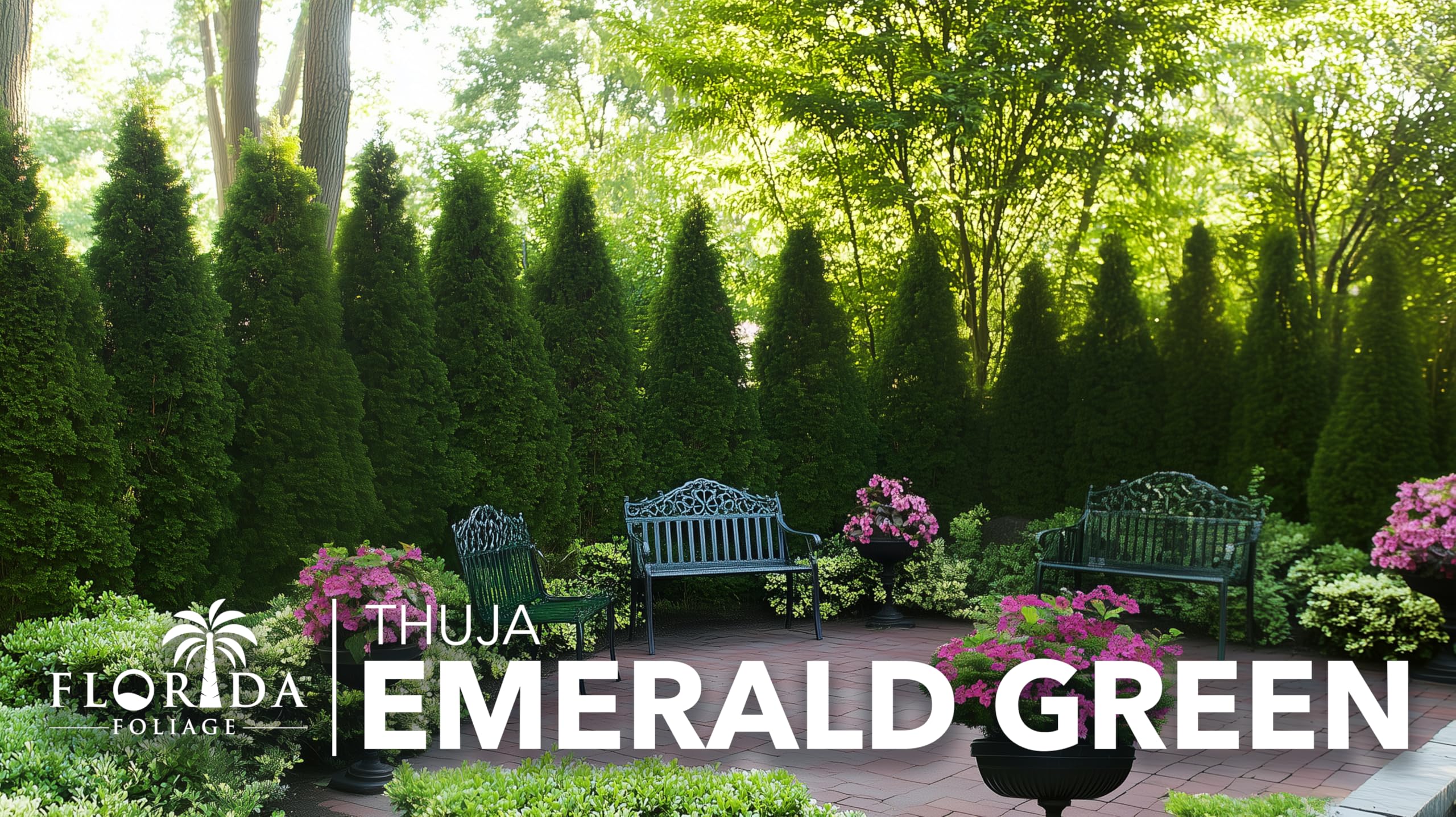 Emerald Green Arborvitae Trees (Thuja Occidentalis Smaragd) - 3 Live Gallon Size Plants for Privacy Hedges & Evergreen Landscaping | Perfect for Garden Borders, Windbreaks & Year-Round Screening