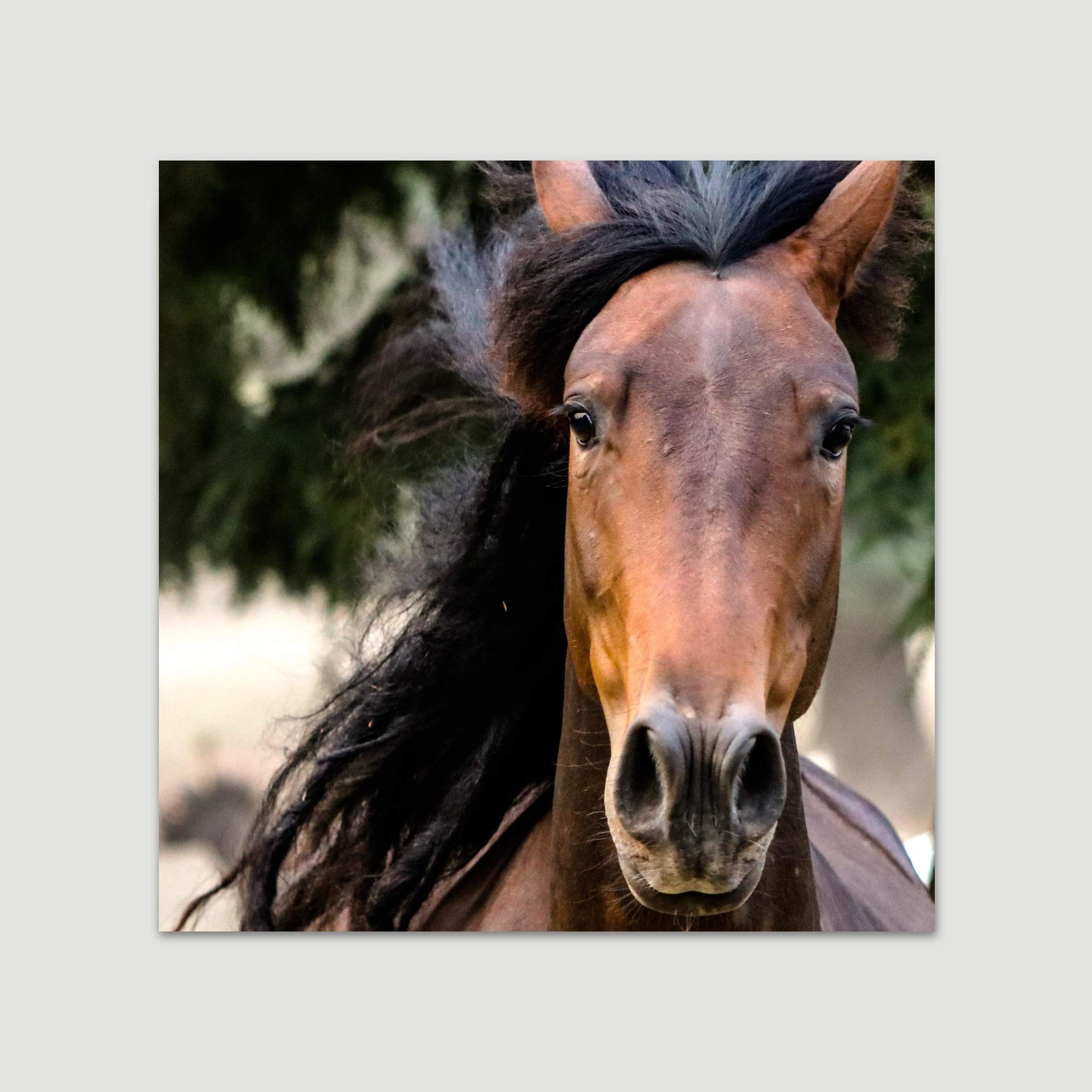 BestDeal Depot Horse XI Animals Dramatic Farmhouse Wall Art Print - 12x12 Inch Country Style Photography for Living Room & Bedroom Decor - Ready to Hang - Perfect for Rustic Home, Western Theme, or Equestrian Lover Gifts