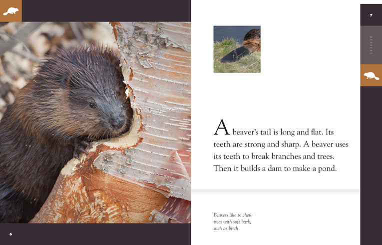 Amazing Animals (2014): Beavers - Educational Wildlife Documentary for Kids | Perfect for Homeschooling & Nature Learning