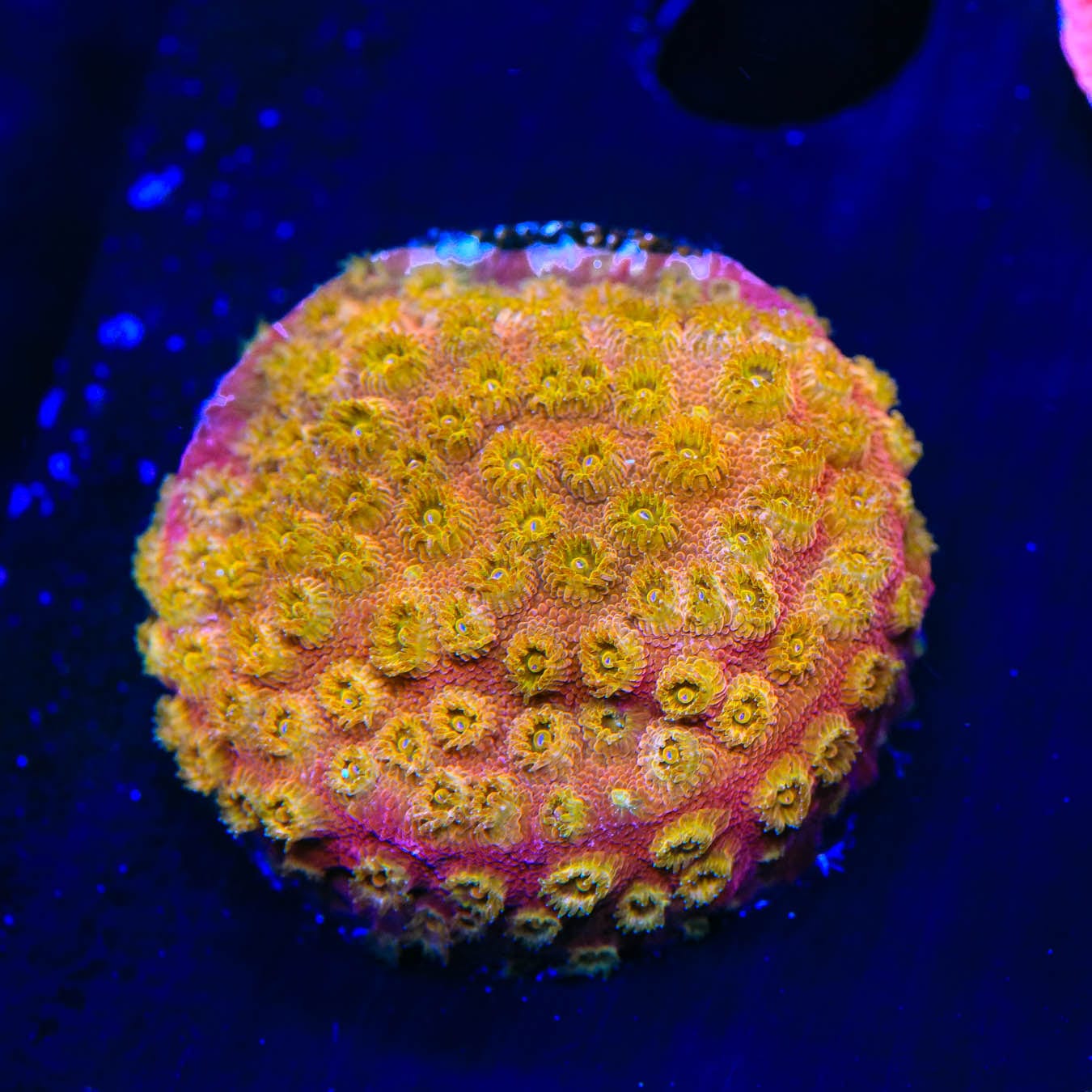 24K Gold Cyphastrea Coral for Saltwater Aquariums - Premium Live Coral for Reef Tanks & Marine Aquascaping