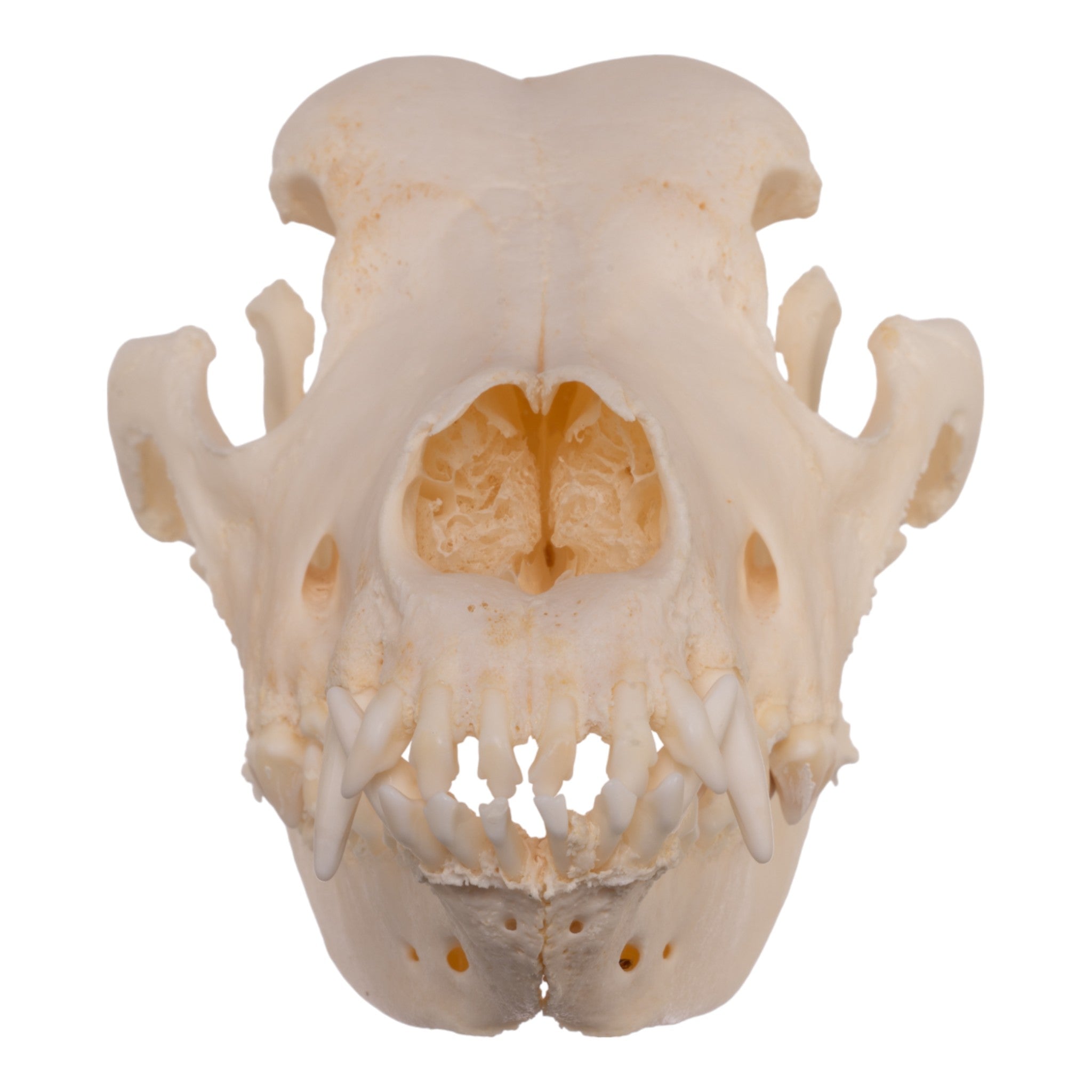 Extra Large Real Domestic Dog Skull - Authentic Canine Specimen for Veterinary Study, Halloween Decor & Taxidermy Collection