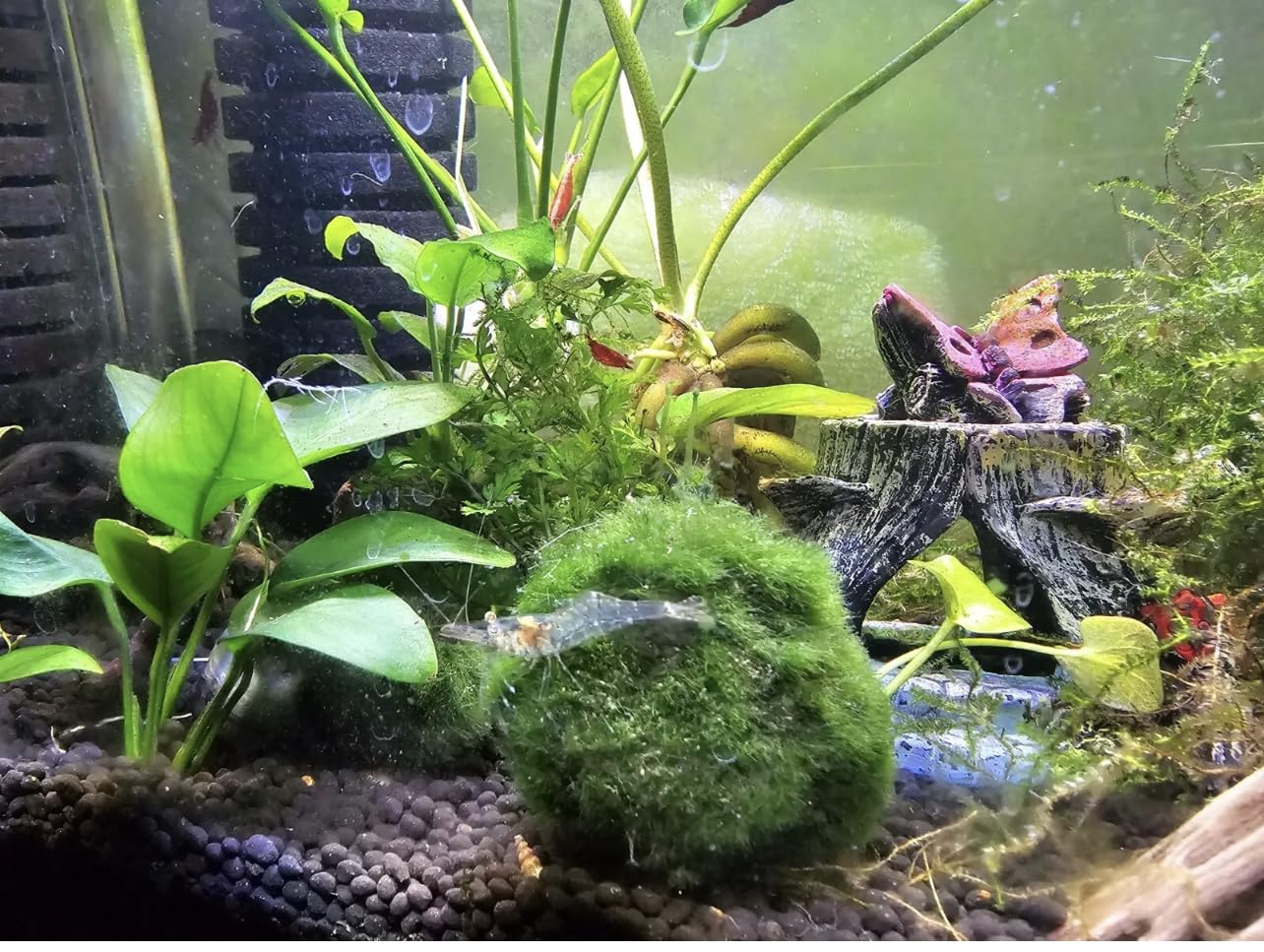 5 Live Moss Balls (1-1.5 Inches) for Aquarium & Fish Tank - Natural Decorations & Plants - Perfect for Betta Tanks, Shrimp Habitats & Aquatic Environments
