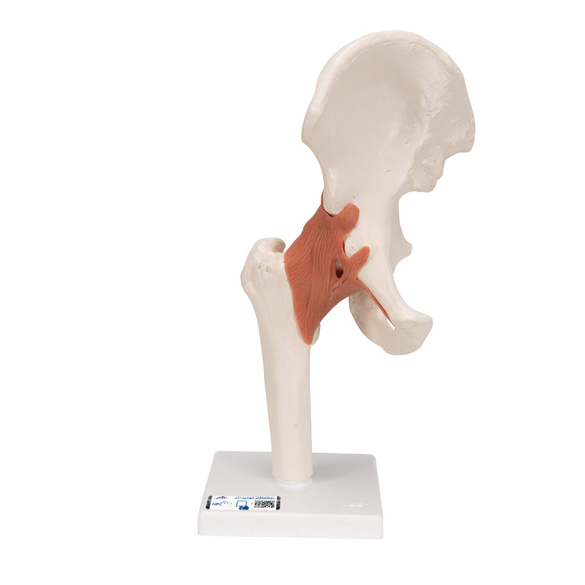 3B Scientific A81 Functional Hip Joint Model - 3B Smart Anatomy for Medical Education & Physical Therapy Training | Perfect for Anatomy Classes, Patient Demonstrations & Orthopedic Studies