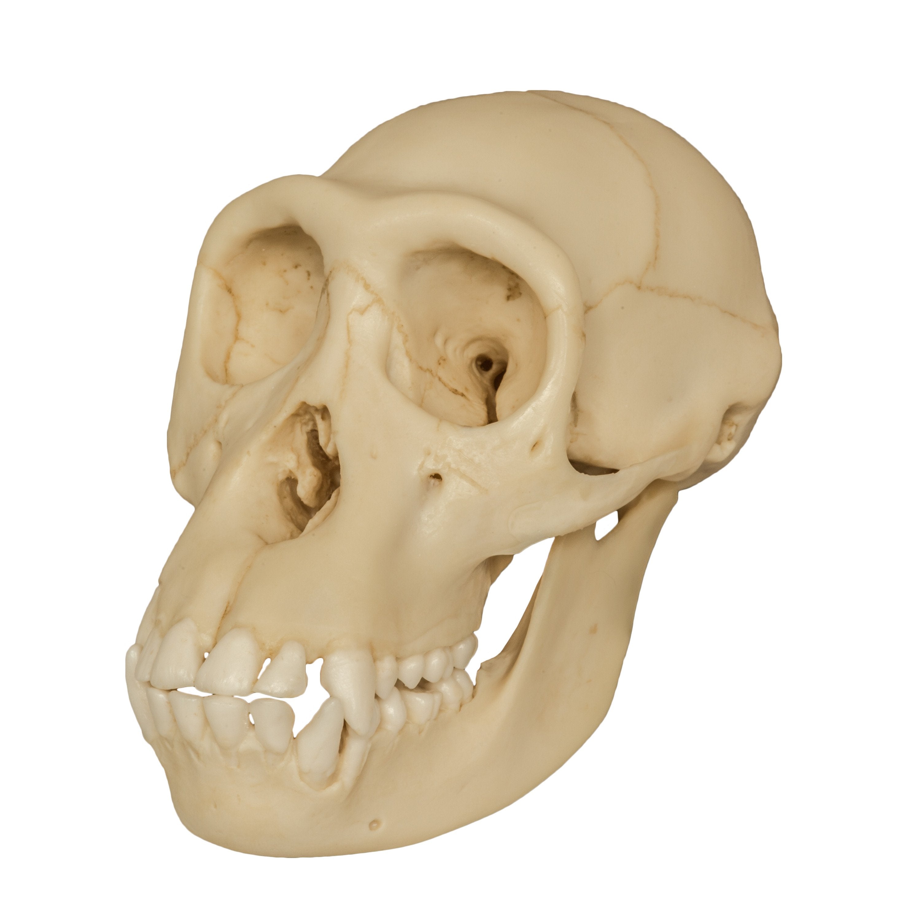Authentic Replica Chimpanzee Juvenile Skull - High-Quality Primate Anatomy Model for Science Education & Home Decor | Perfect for Biology Classrooms, Museum Displays & Halloween Decor