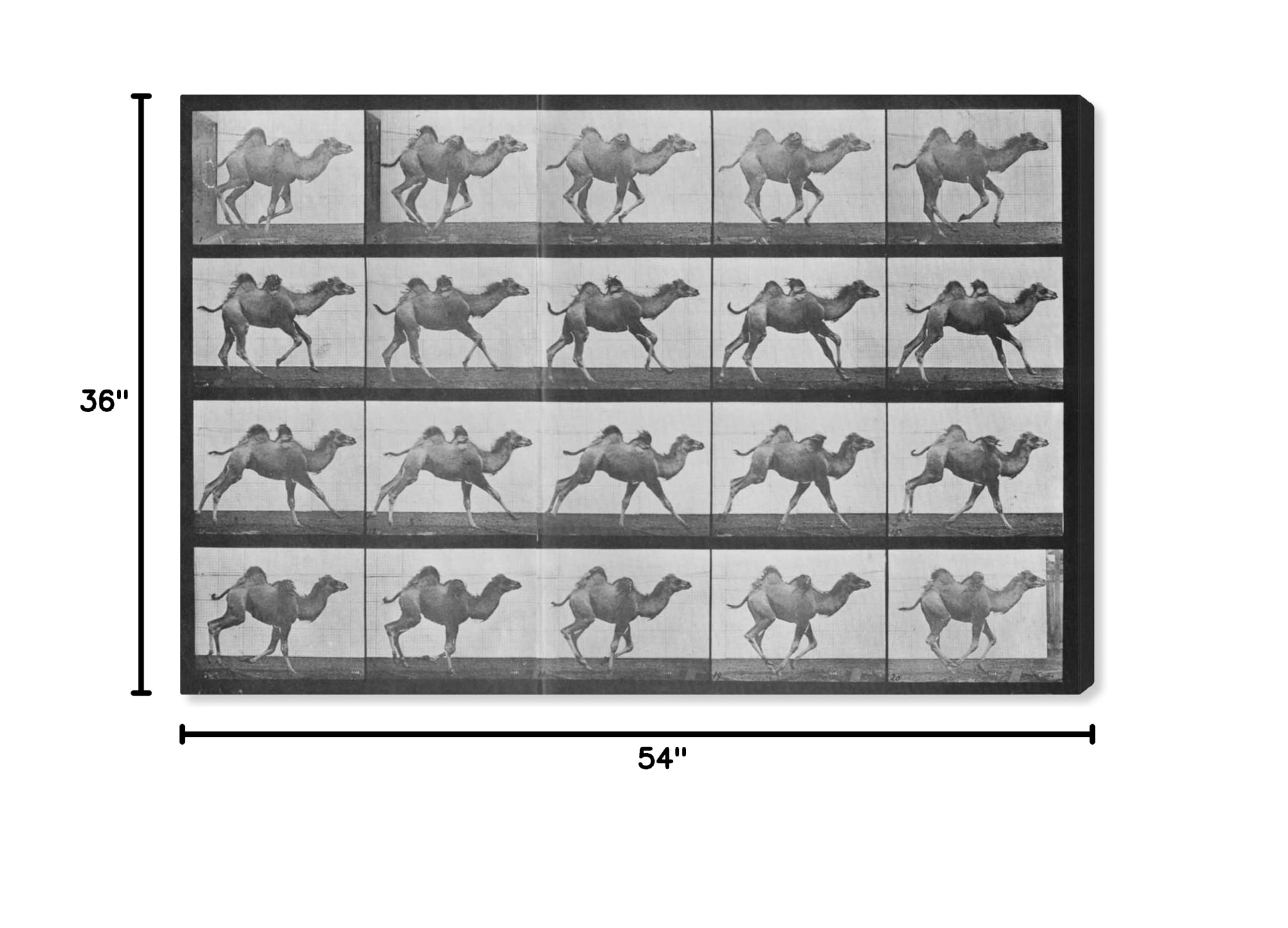 Camels in Motion Wall Art Canvas Print - 54