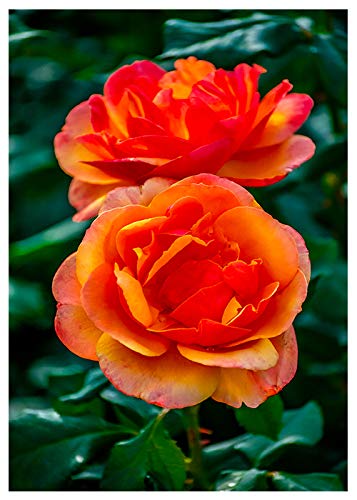 Orange Rose Birthday Card - Elegant Floral Greeting Card with 'Happy Birthday' Inside Message - Perfect for Birthdays, Anniversaries & Special Occasions