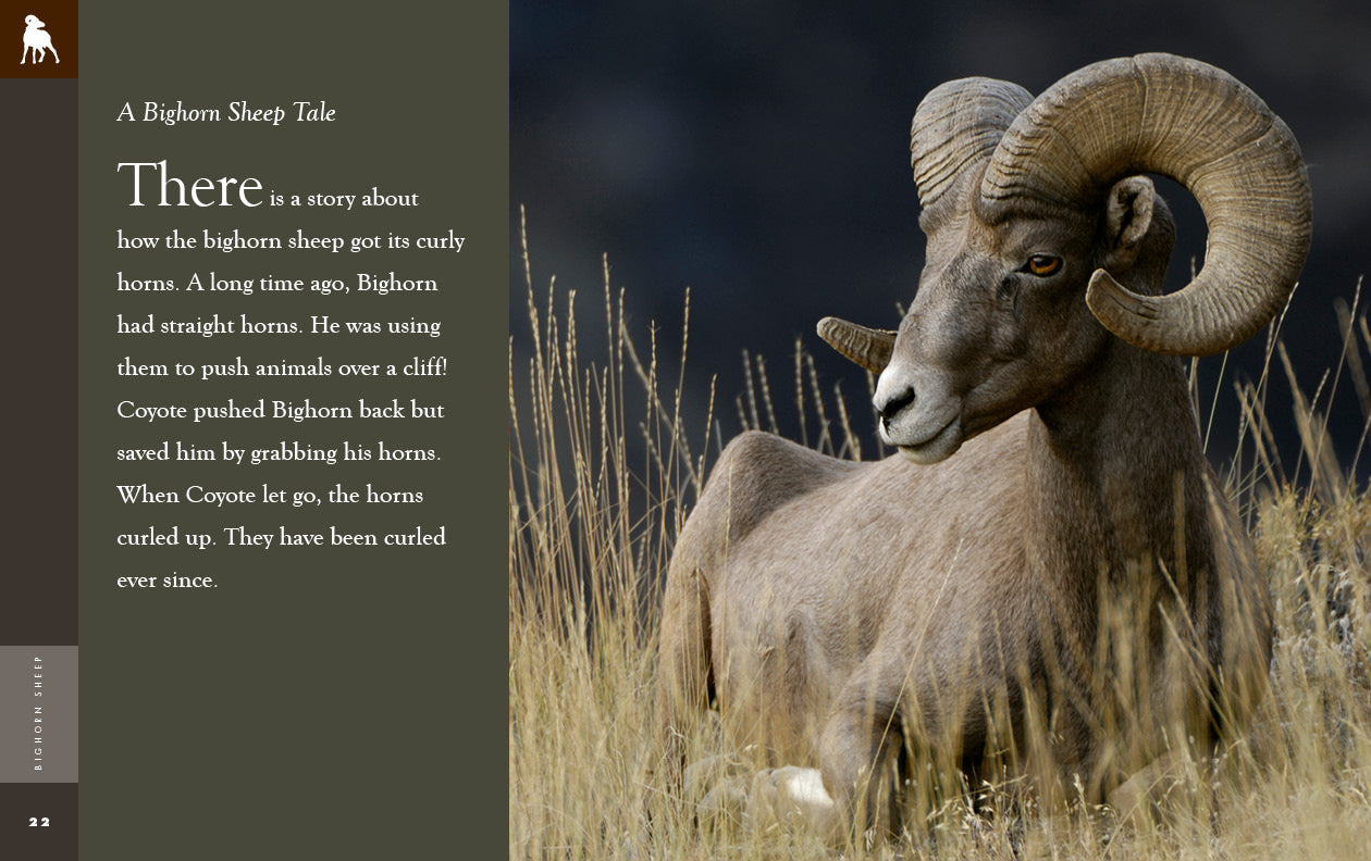 Big Horn Sheep Book 9781640265608 - Wildlife Education & Nature Exploration for Kids & Adults