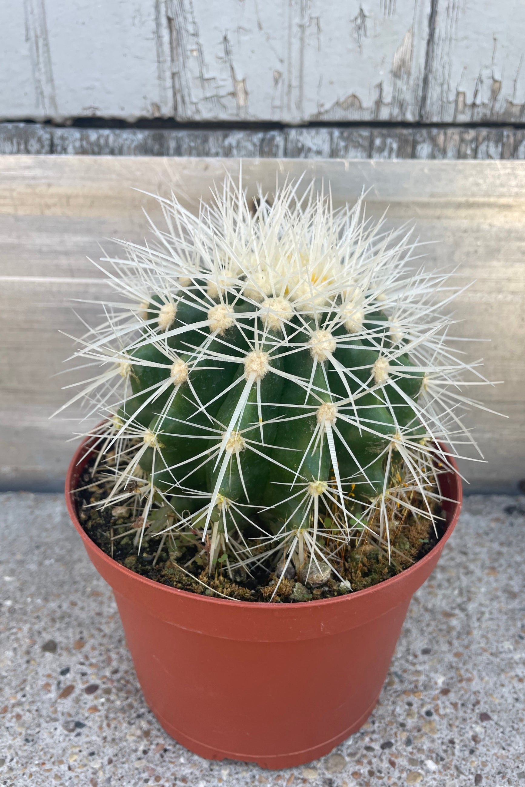 6 Pack Assorted Mini Cactus Plants - Live Succulents for Home Decor, Office Desk, Gift Idea & Indoor Gardening