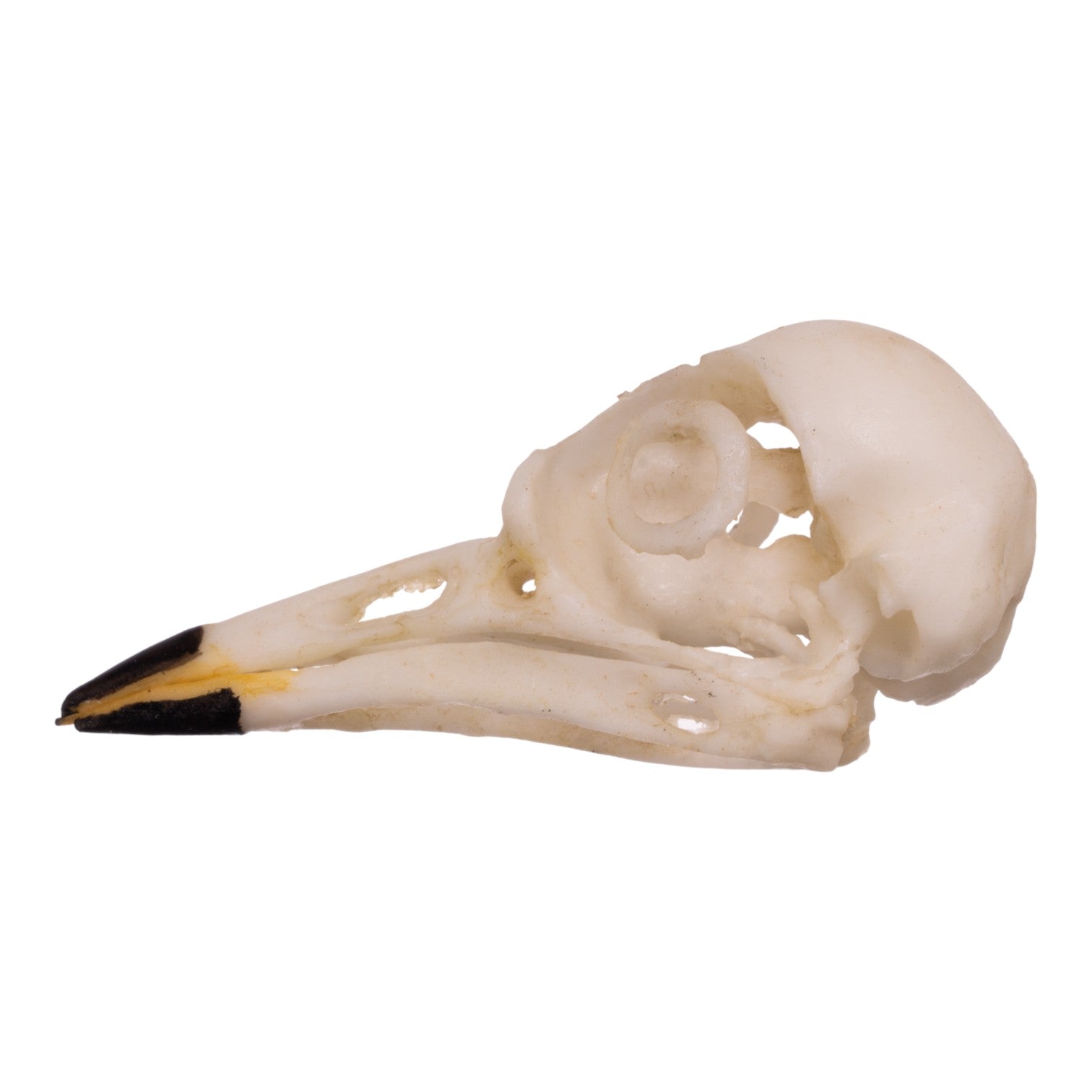 Authentic Replica American Robin Skull - Realistic Bird Skull Model for Science Education, Halloween Decor & Taxidermy Display