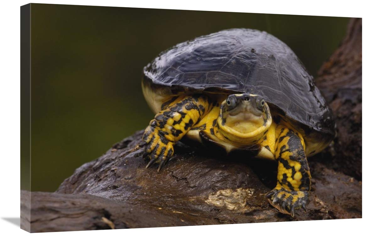 20 x 30 Inch Colombian Wood Turtle Wall Art Print - Pete Oxford Amazon Wildlife Photography | Perfect for Home Decor, Office & Nature Lover Gifts