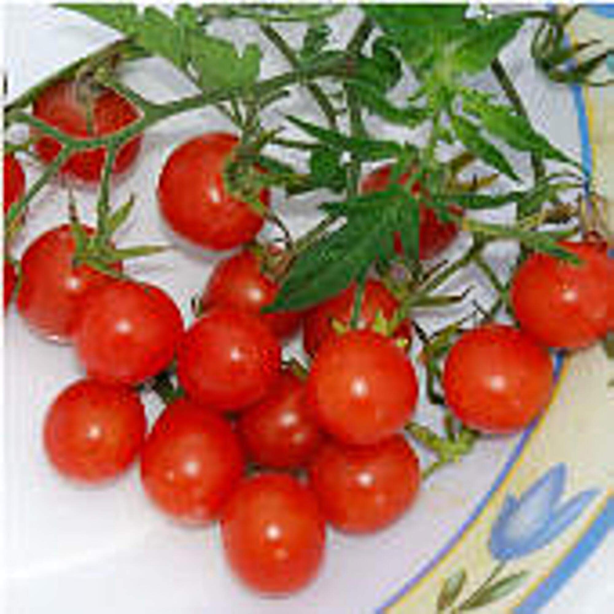 Organic Non-GMO Tomato Seeds (20+ Count) - Heirloom Vegetable Seeds for Planting Indoor/Outdoor - Perfect for Home Garden, Greenhouse & Container Gardening