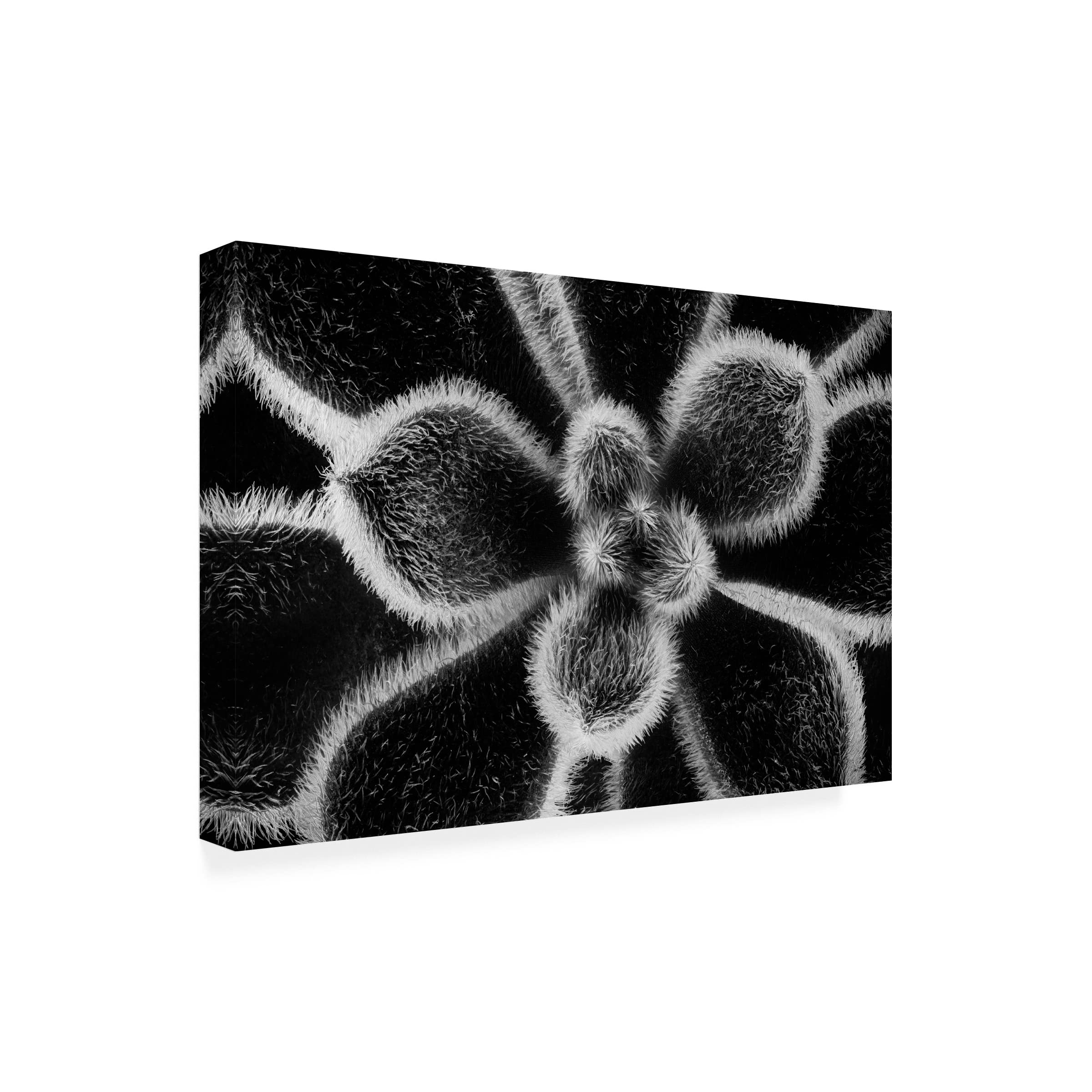 Trademark Fine Art 'Echeveria Setosa' Canvas Wall Art by Victor Mozqueda - Succulent Plant Painting for Home & Office Decor