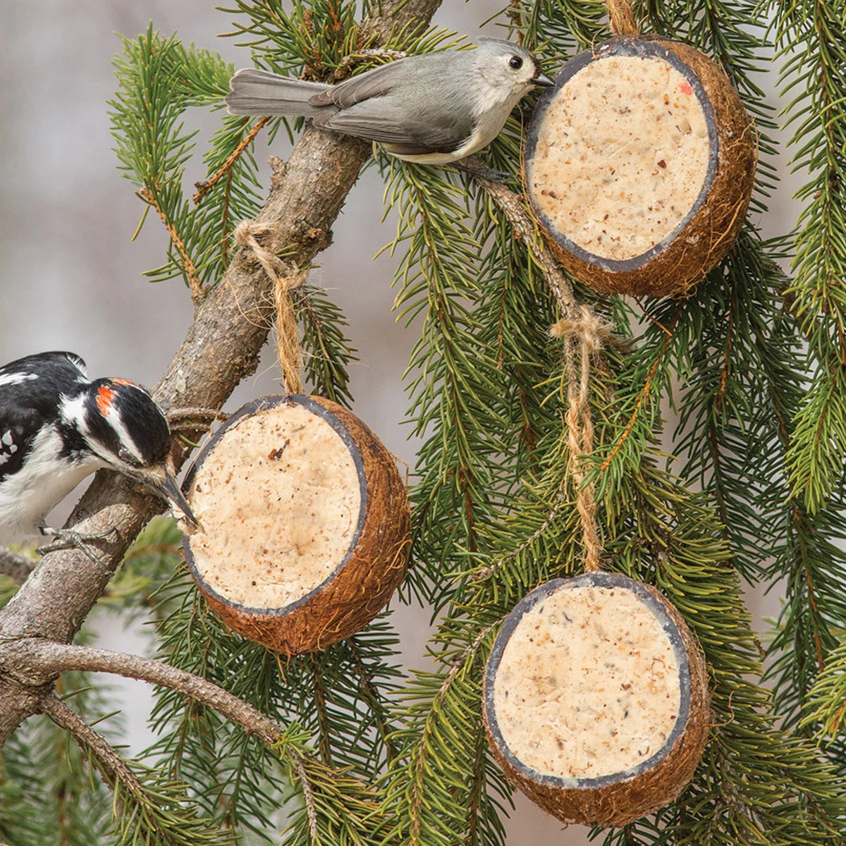 Premium Coconut Suet Bird Feeders - Set of 3 for Wild Birds | Eco-Friendly Backyard Bird Feeding | Perfect for Cardinals, Woodpeckers & Songbirds | Garden, Patio & Outdoor Use