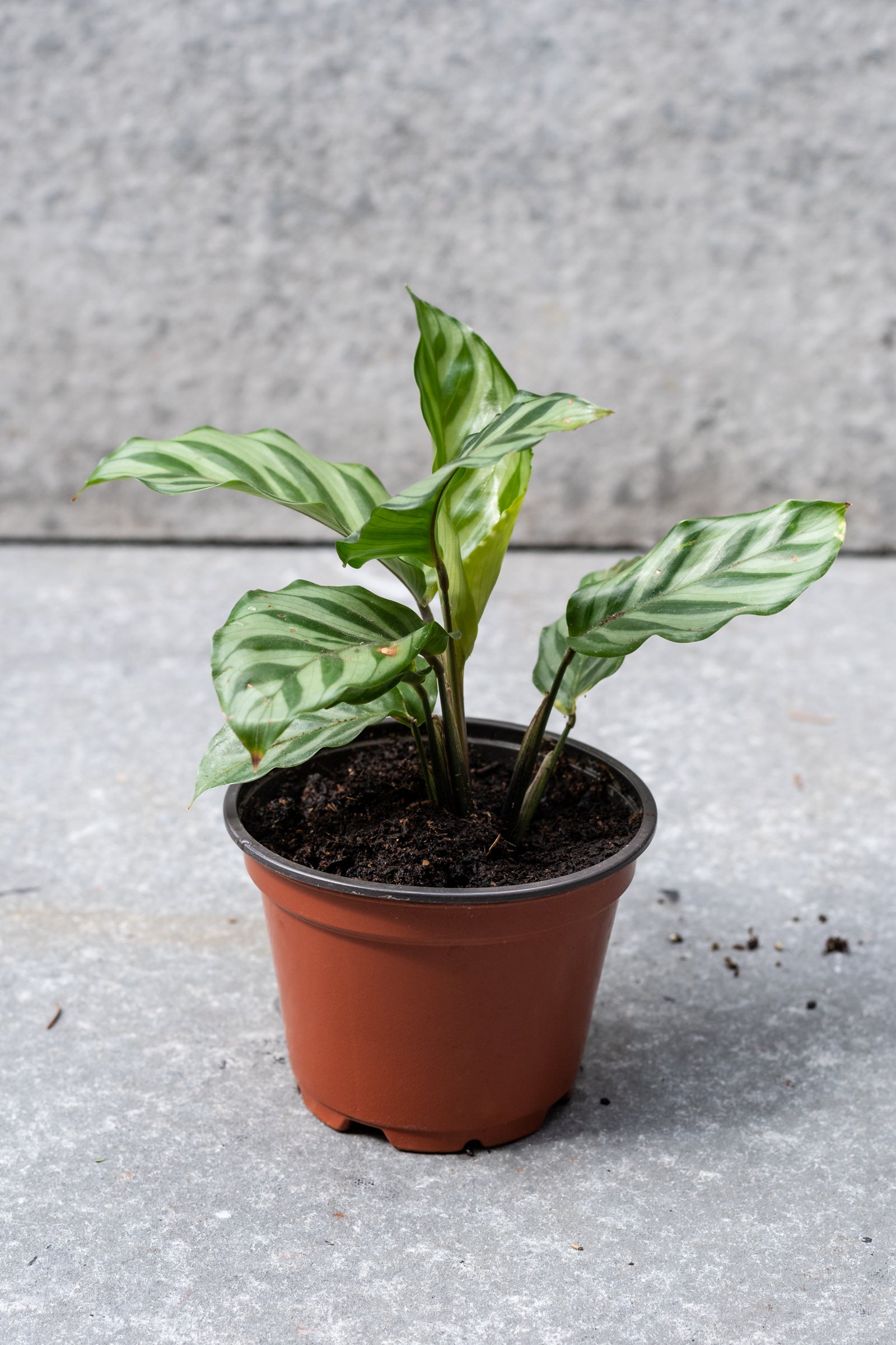 Calathea 'Freddie' 4 Inch Live Plant - Low Light Indoor Houseplant for Home & Office Decor | Perfect for Living Rooms, Bedrooms, and Workspaces