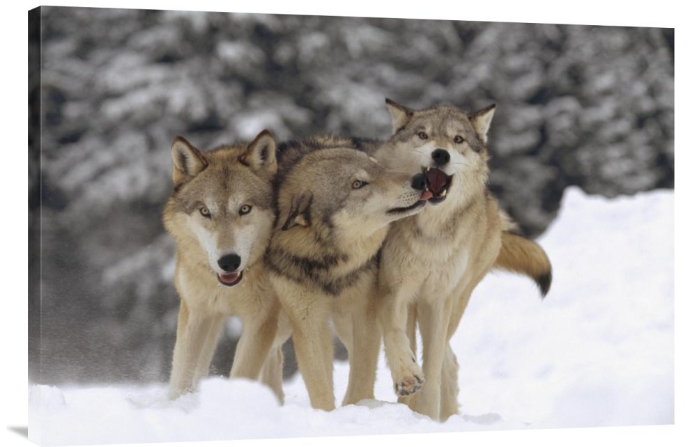 Tim Fitzharris Timber Wolf Trio Playing in Snow Montana - Premium Gallery Wrap Canvas Wall Art Print - Wildlife Home Decor for Living Room, Office & Cabin