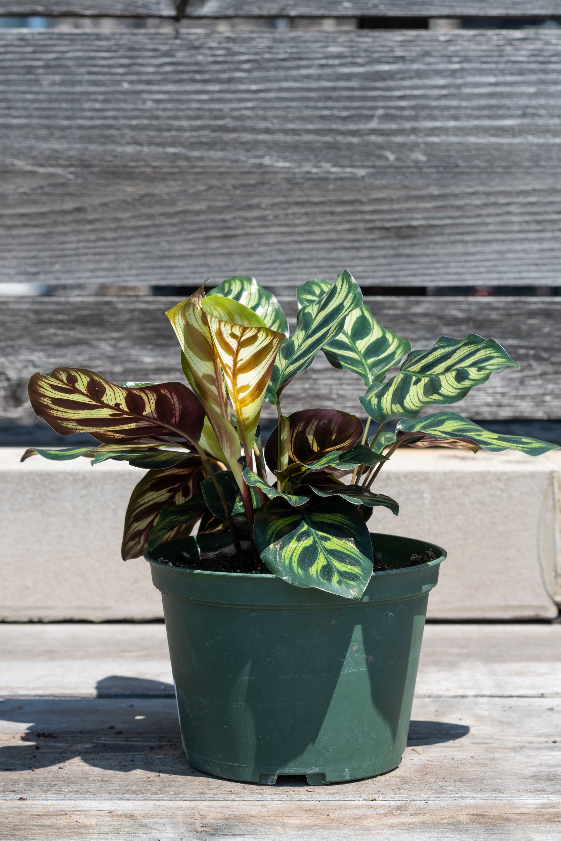 Calathea Makoyana Peacock Plant - 6