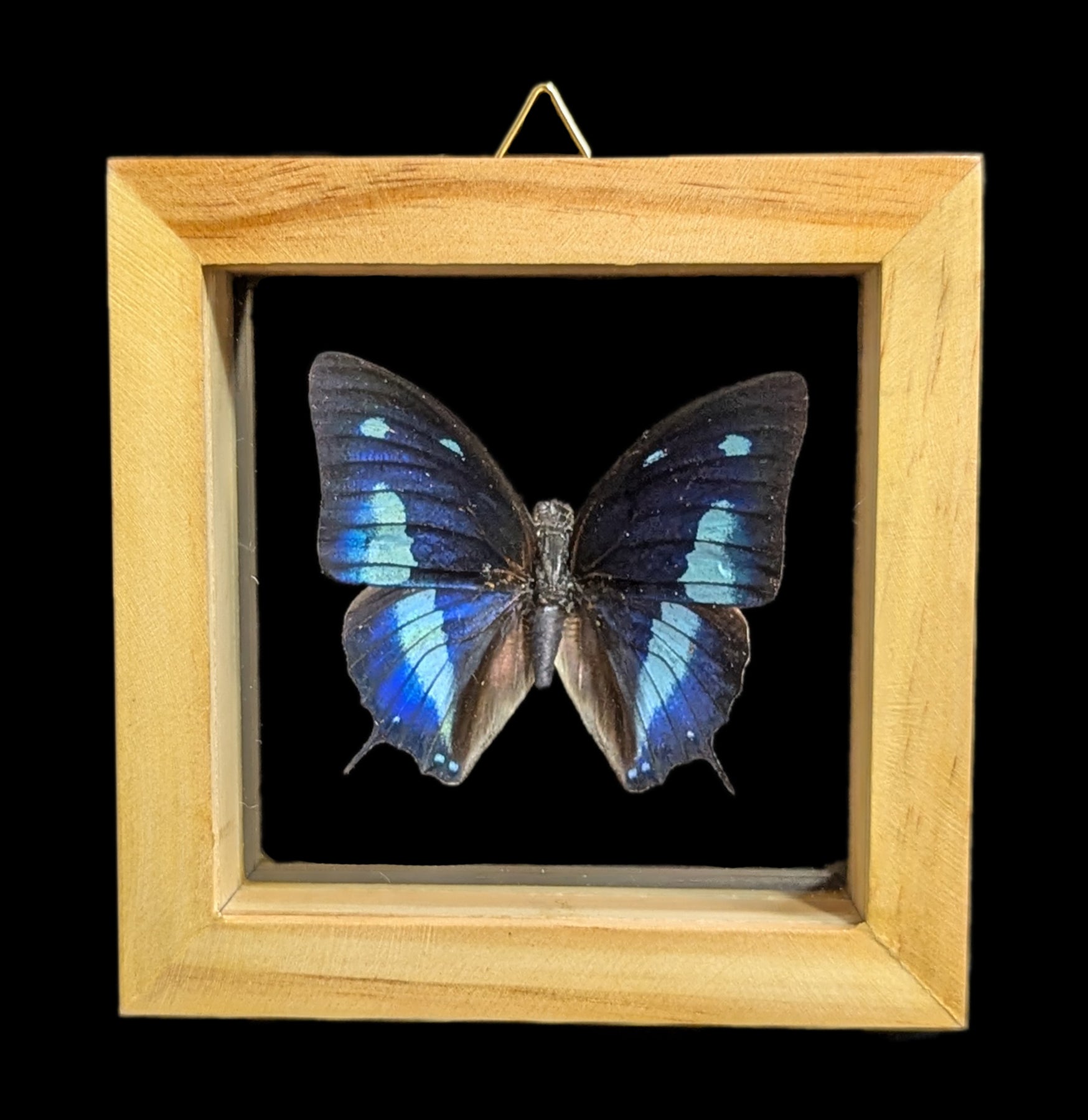 Double Glass Framed Butterfly Collection - Real Butterfly Specimens for Home Decor, Wall Art & Nature Lovers