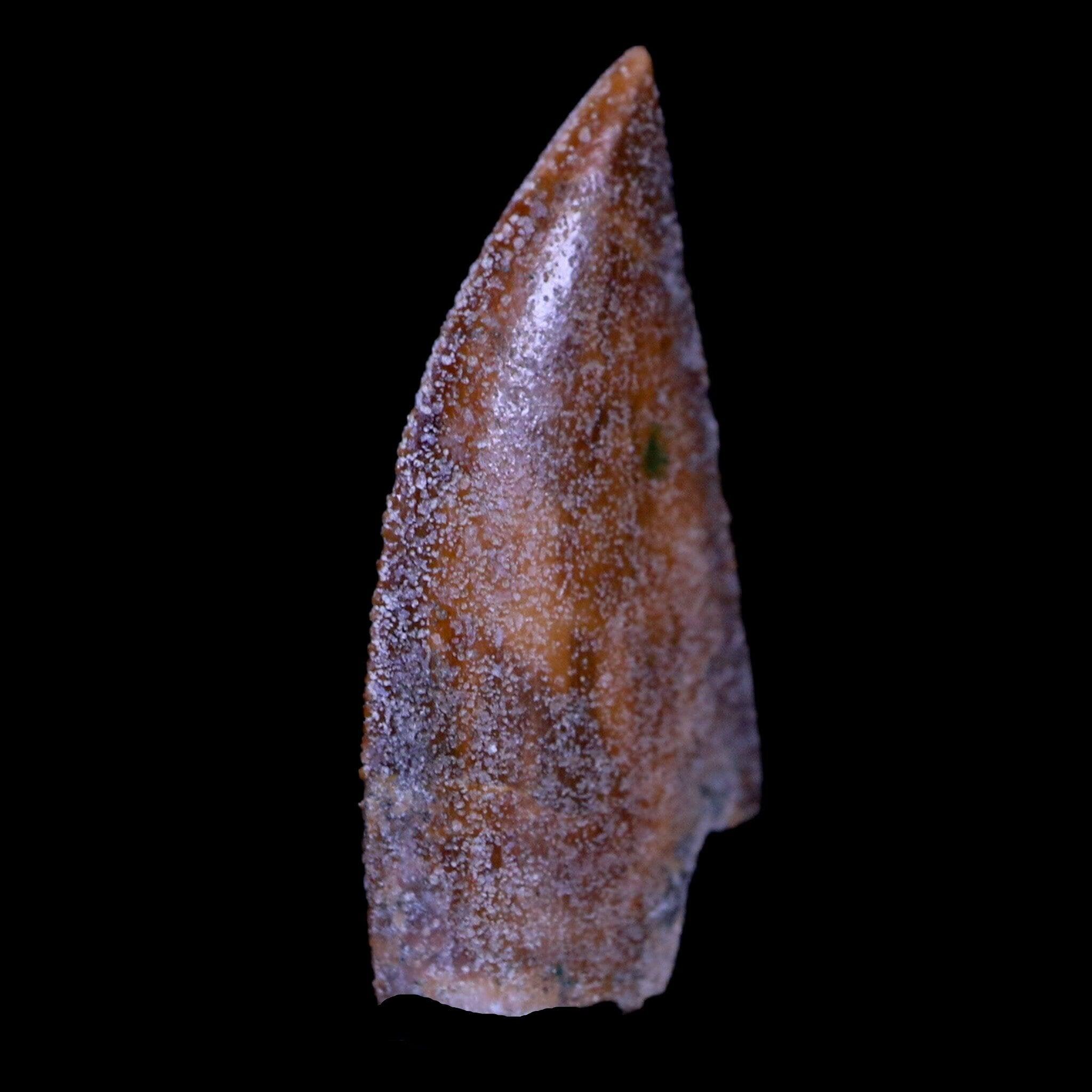 Authentic Majungasaurus Serrated Dinosaur Tooth Fossil from Madagascar - Cretaceous Period with COA - Perfect for Paleontology Collections & Educational Displays