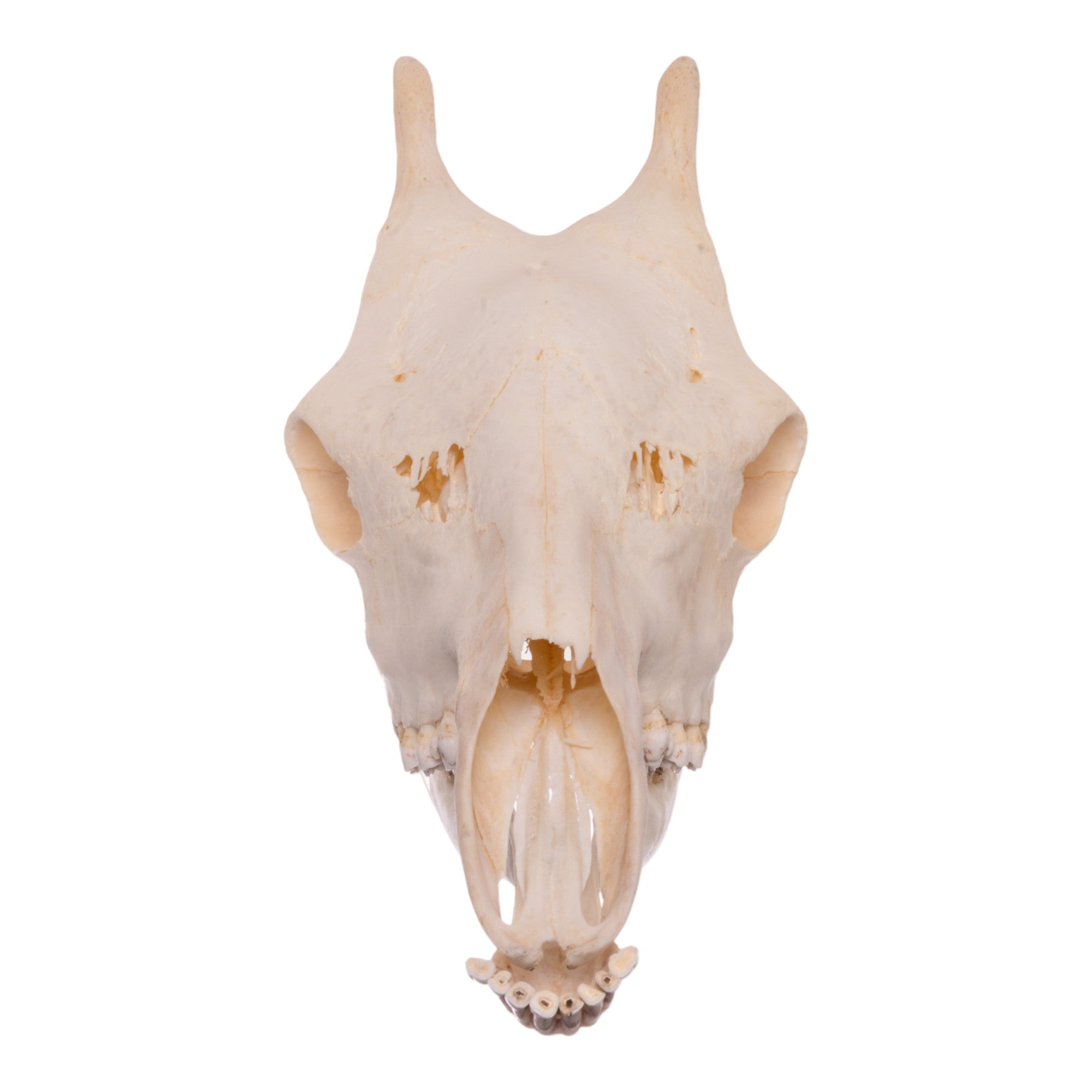 Authentic Southern Giraffe Skull - Rare Taxidermy Specimen for Home Decor, Educational Display & Unique Gift for Wildlife Enthusiasts