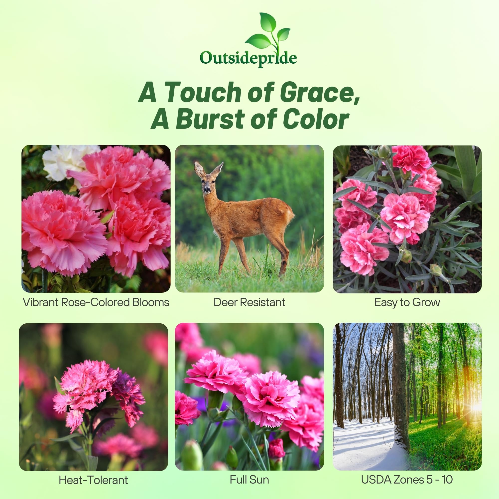 Outsidepride 2000 Seeds Perennial Dianthus Rose Carnation Flower Seeds for Planting - Beautiful Garden Flowers for Landscaping, Borders & Cut Flower Arrangements