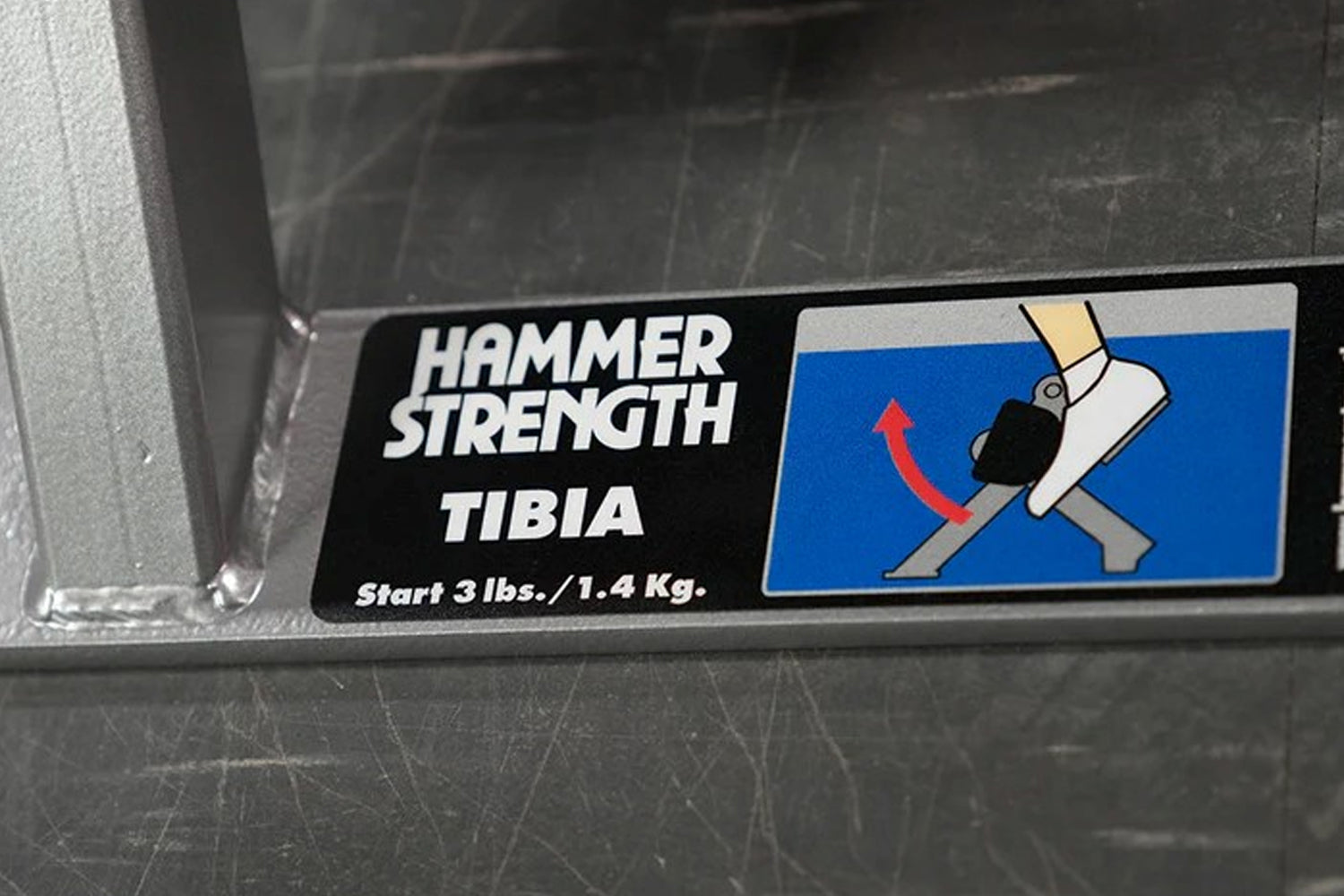 Hammer Strength Plate Loaded Tibia Dorsi Flexion Bench Machine - Professional Leg Exercise Equipment for Home & Gym - Perfect for Calf Strengthening and Rehabilitation Training