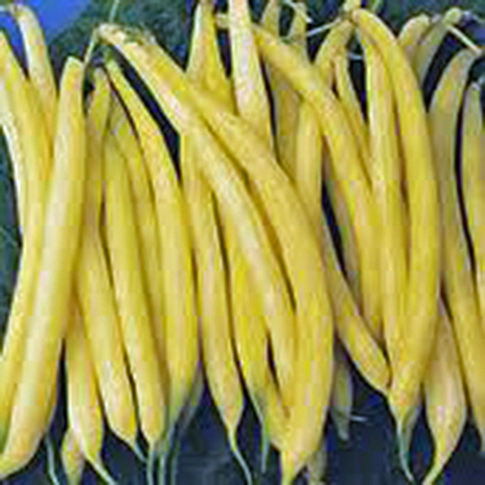 Non-GMO Golden Wax Bush Bean Seeds - 20+ Count for Home Gardening, Healthy & Delicious - Perfect for Salads, Soups, and Fresh Eating