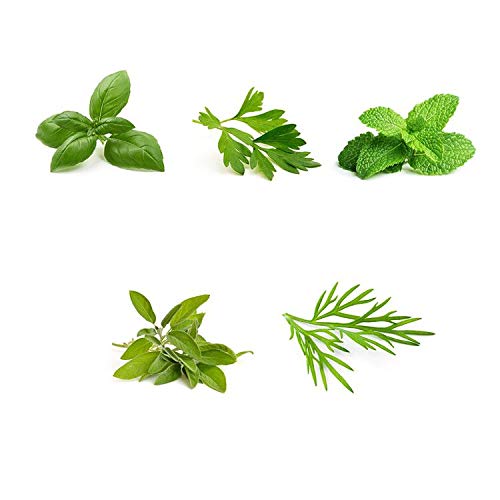 Organic Herb Garden Seeds Collection - 5 Culinary Herb Seeds Pack: Basil, Parsley, Mint, Sage & Dill | Non-GMO Heirloom Seeds for Planting | Perfect for Indoor Herb Gardens, Kitchen Windowsills & Outdoor Gardening