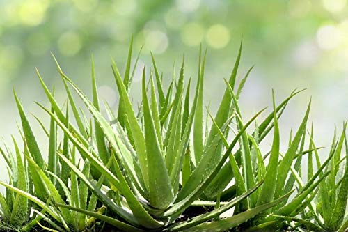 Aloveera Powder (500g) - 100% Pure Organic Aloe Vera Powder for Skin Care, Hair Growth & Digestion - Use in Smoothies, Face Masks & DIY Beauty Products