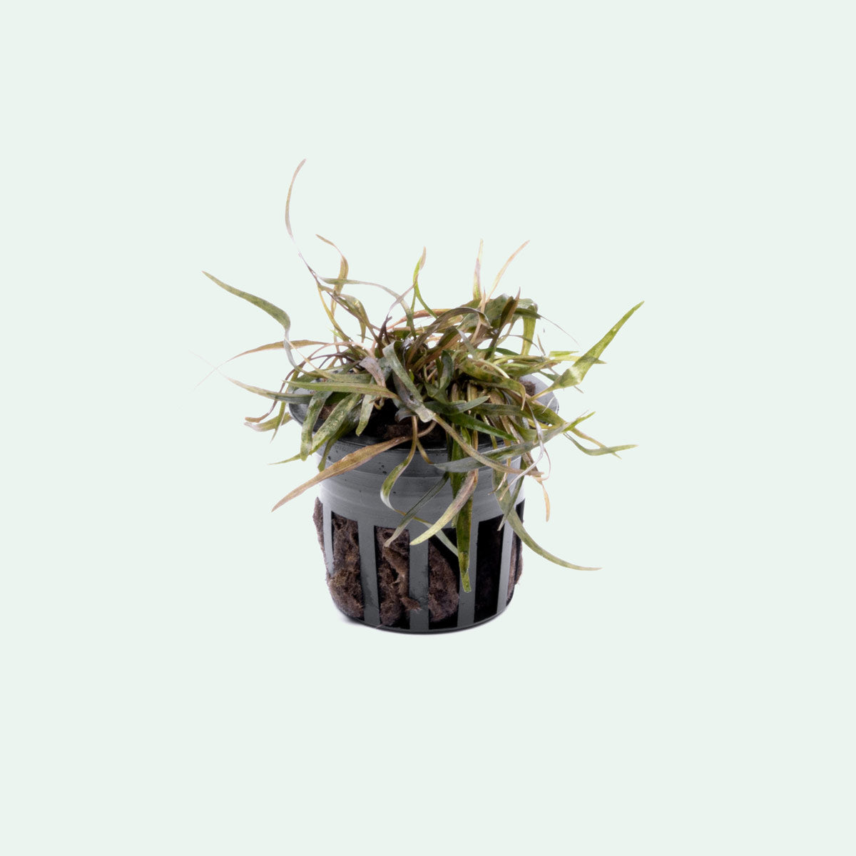Cryptocoryne Ferruginea Sekadauensis Live Aquarium Plant - Easy Care Aquatic Plant for Fish Tanks, Aquascaping & Low-Tech Aquariums