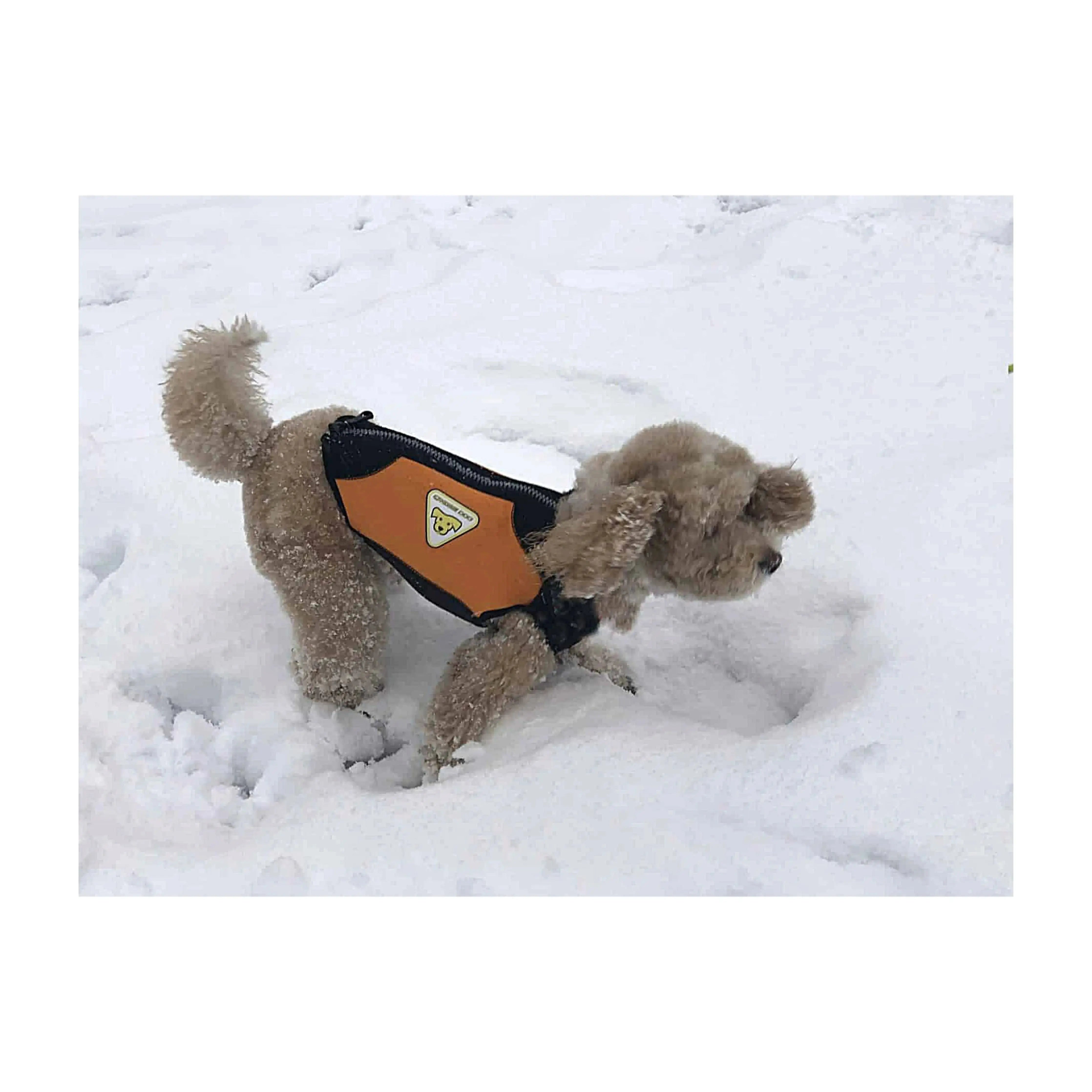 CRESSI Small Dog Wetsuit for Swimming & Water Sports - Neoprene Pet Wetsuit for Beach, Pool & Outdoor Adventures
