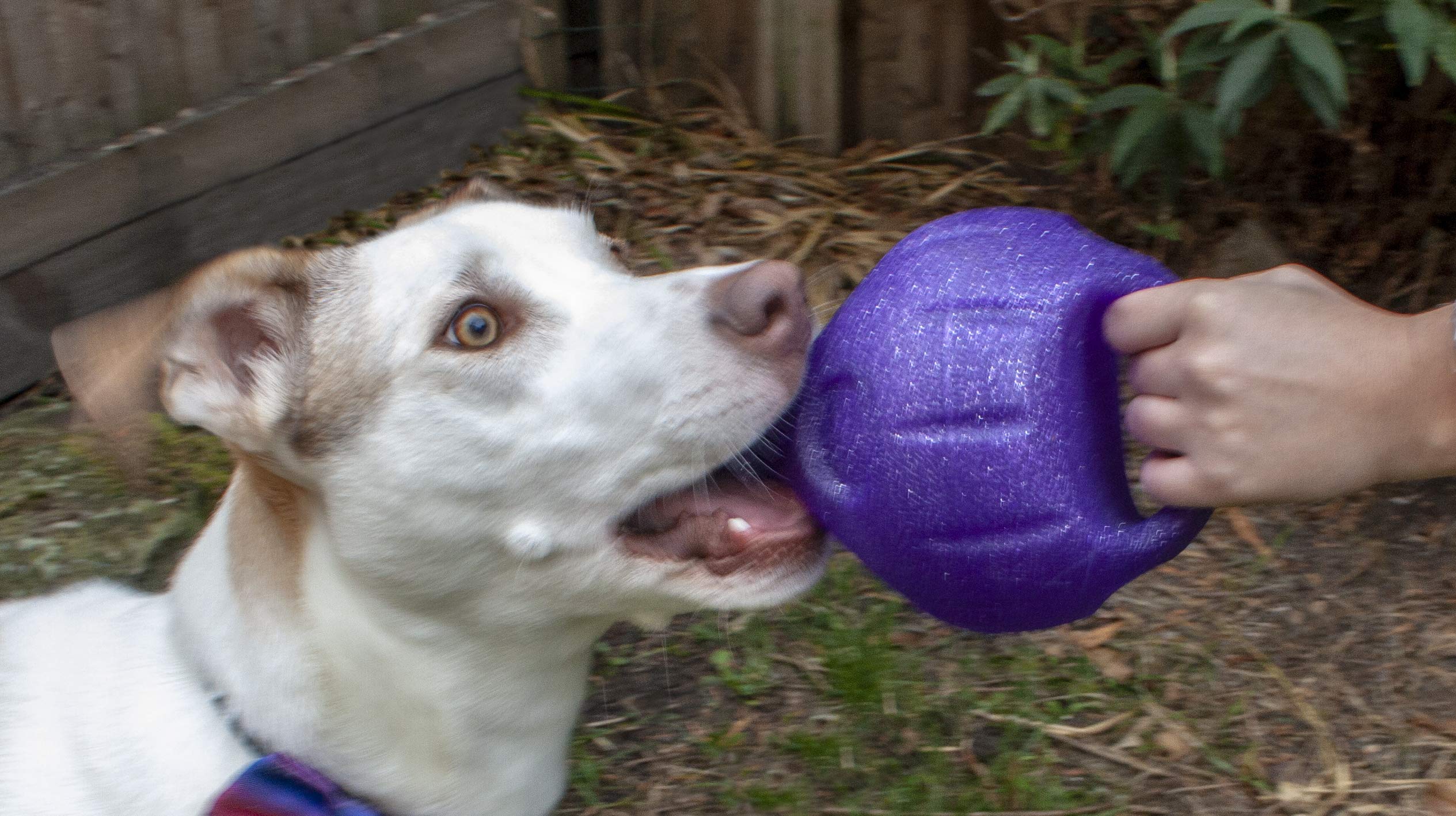 Durable Kronos9 Sphere Interactive Dog Toy for Chewing & Fetch - Perfect for Indoor & Outdoor Playtime