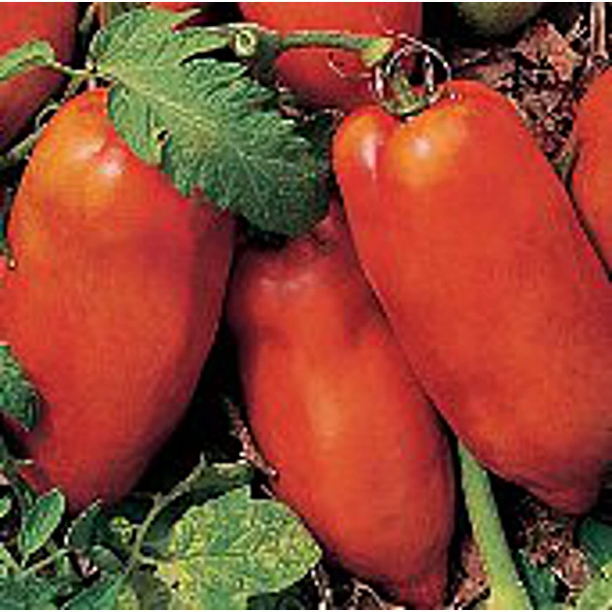 Non-GMO Polish Linguisa Tomato Seeds (20+ Seeds) – Heirloom Vegetable Seeds for Planting | Home Garden, Greenhouse, or Container Gardening | Perfect for Sauces, Canning, and Fresh Eating