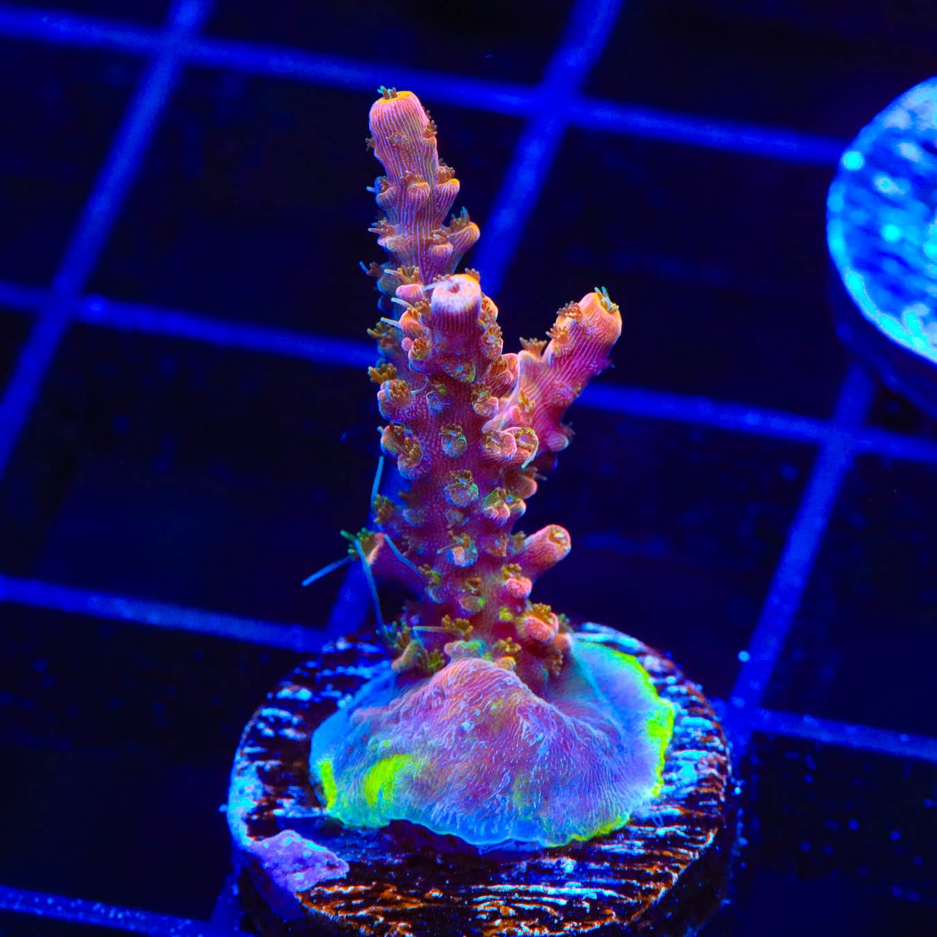 Premium CC Voodoo Majick Acropora Coral for Saltwater Aquariums - Vibrant Live Coral for Reef Tanks & Marine Aquascaping