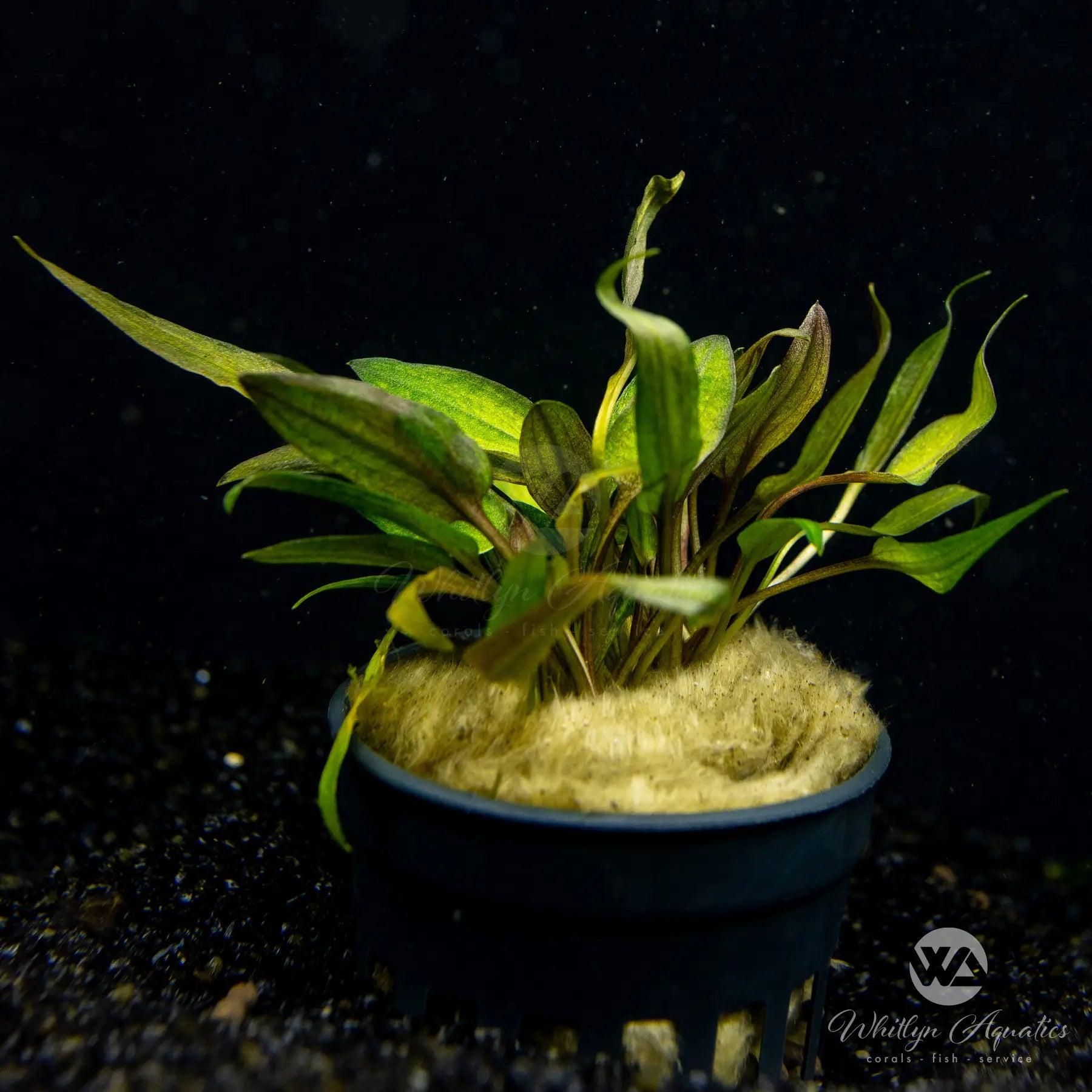 Cryptocoryne Florida Sunset Live Aquarium Plant - Easy Care Aquatic Plant for Fish Tanks, Aquascaping & Freshwater Aquariums