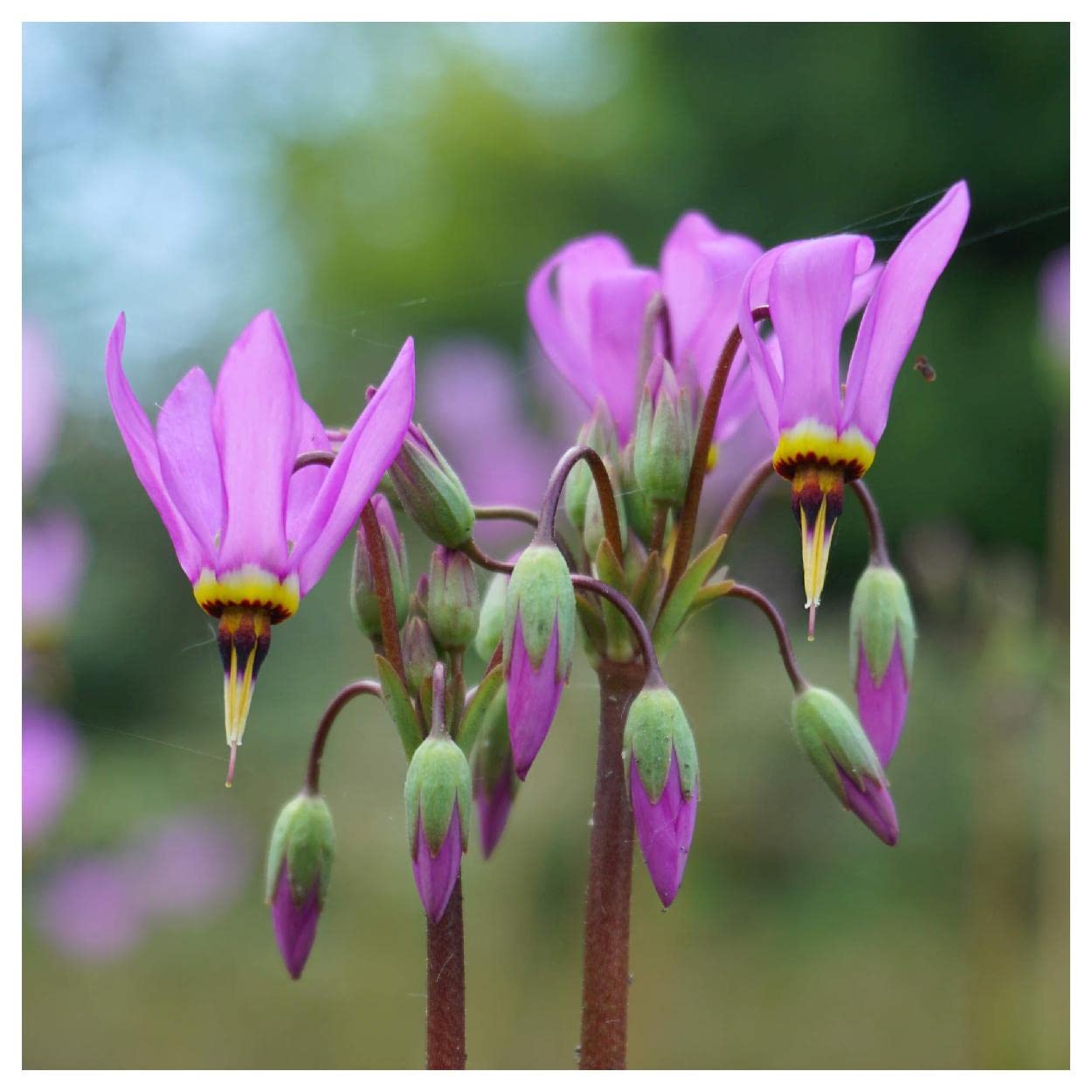 Everwilde Farms - 150 Midland Shooting Star Native Wildflower Seeds - Gold Vault Seed Packet for Pollinator Gardens & Natural Landscaping